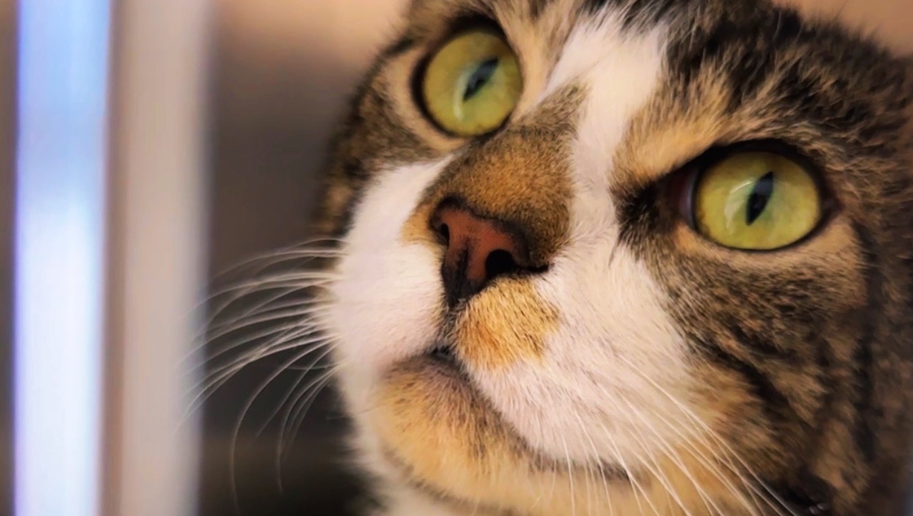 Save Big Guy: Diagnostic Procedure Needed photo