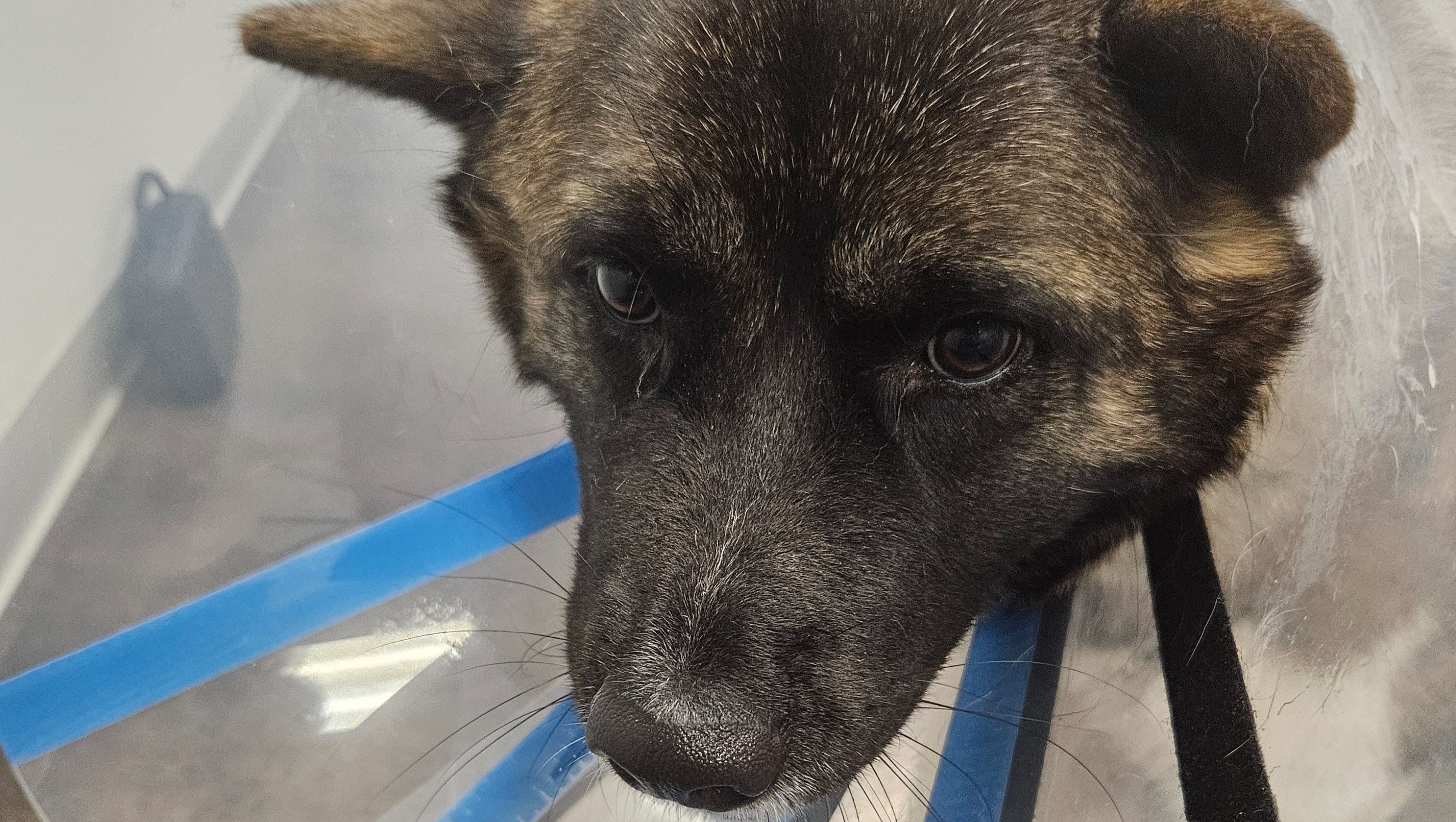 Support Nala's Emergency Hospital Bills photo