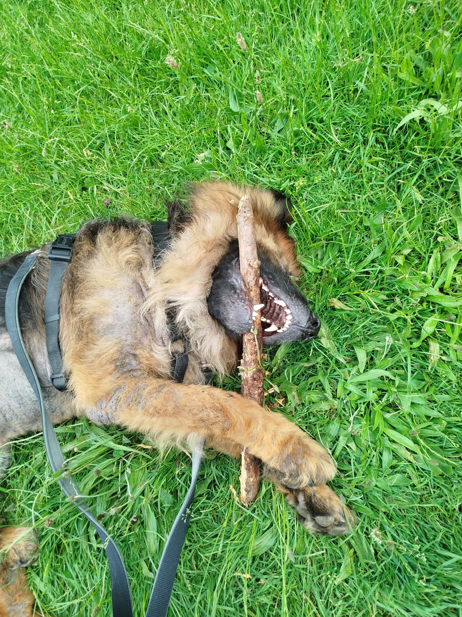 Rico hat sein Zuhause gefunden campaign photo, 2 of 5