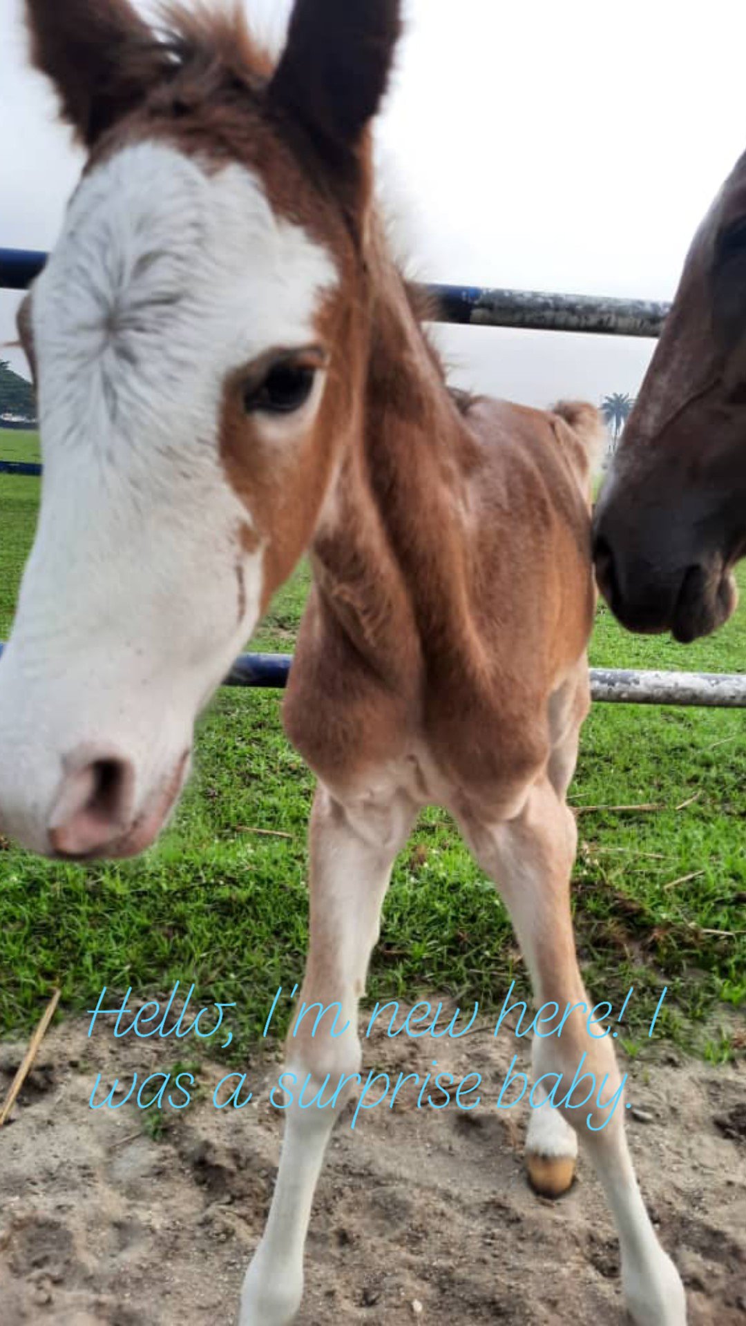 Please support us - For the love of horses❤️❤️ campaign photo, 2 of 5