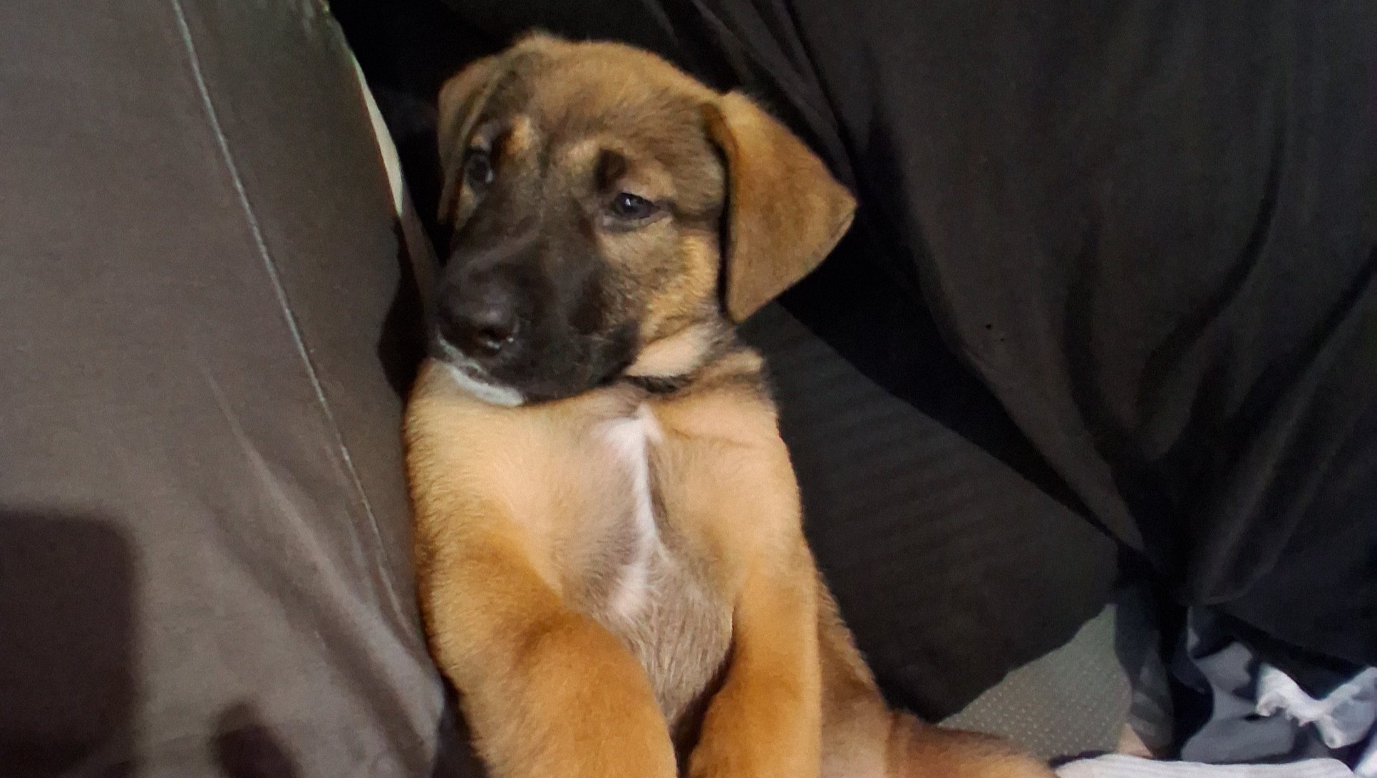 Help Chunk Recover and Come Home photo