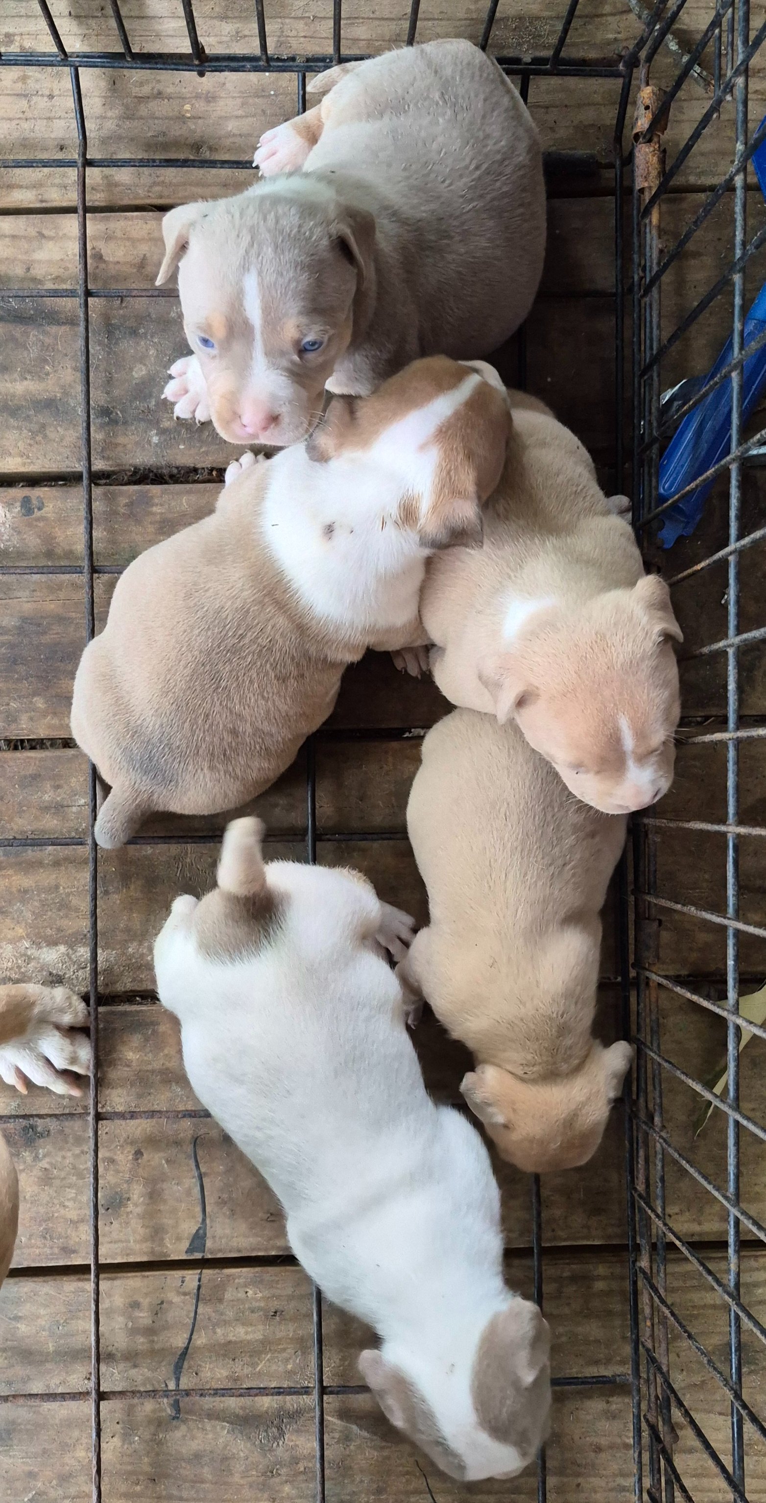 Help Kalilani Homestead & Kennels Feed & Shelter campaign photo, 7 of 8