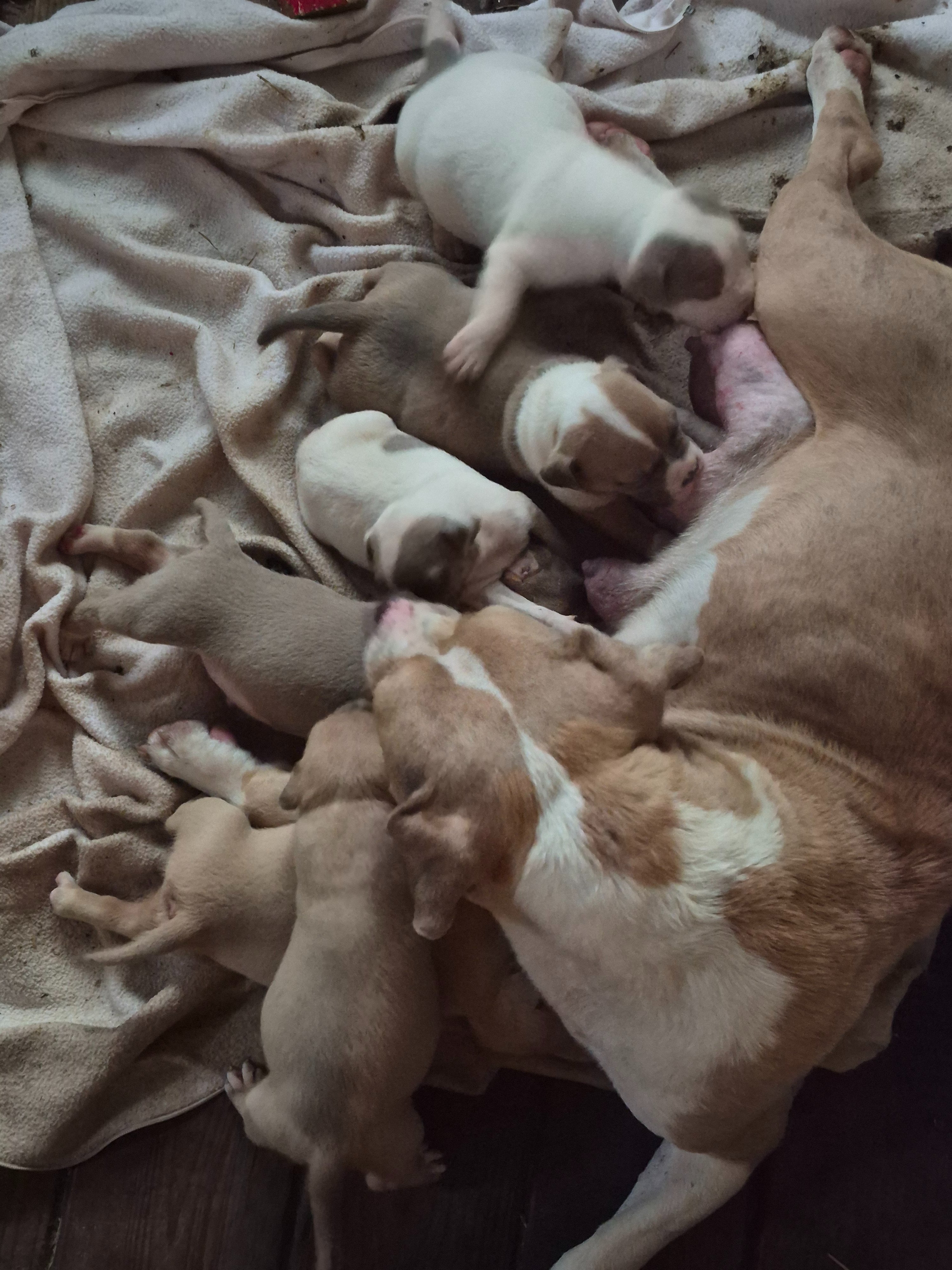 Help Kalilani Homestead & Kennels Feed & Shelter campaign photo, 2 of 8