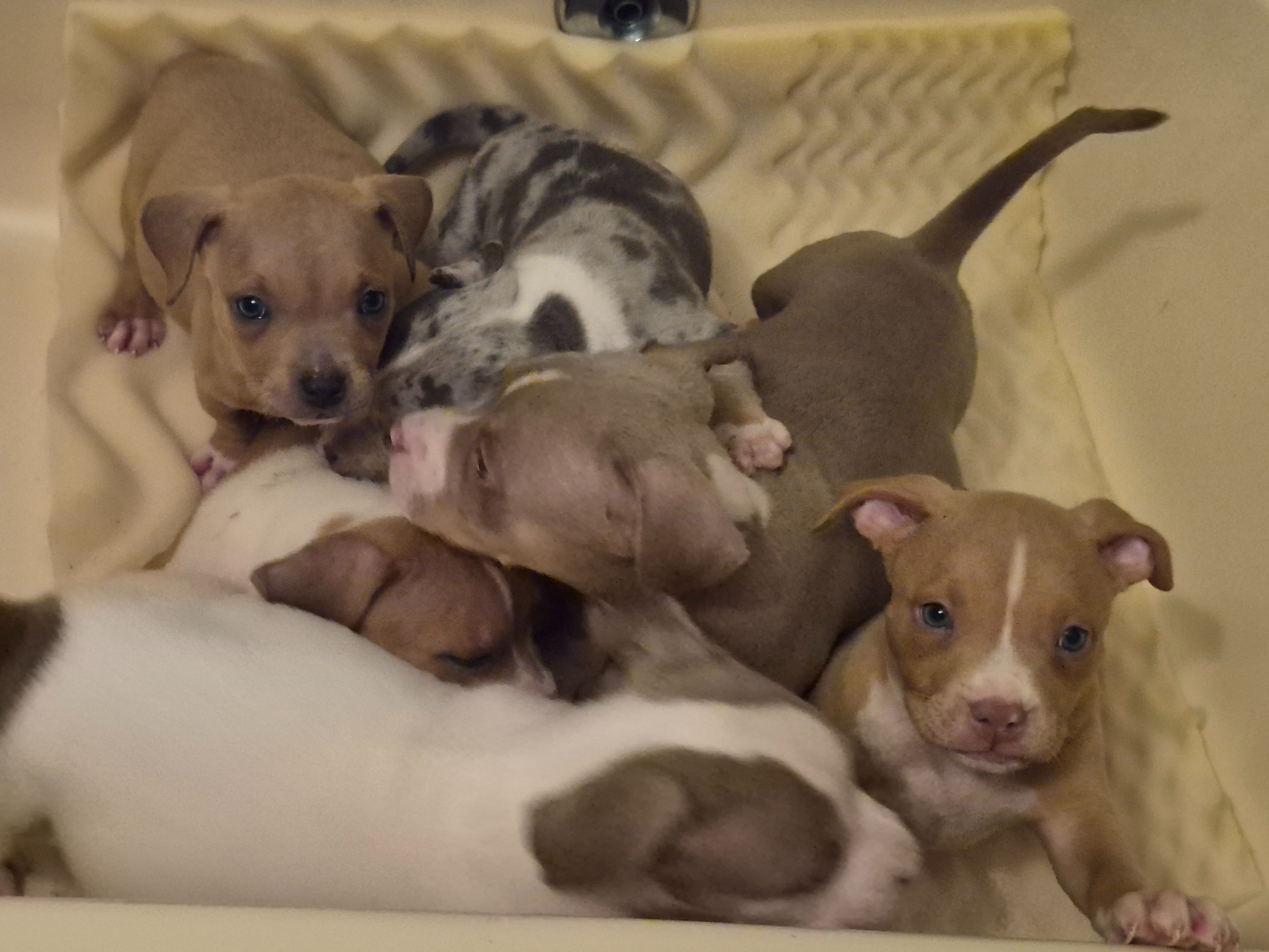 Help Kalilani Homestead & Kennels Feed & Shelter campaign photo, 4 of 8