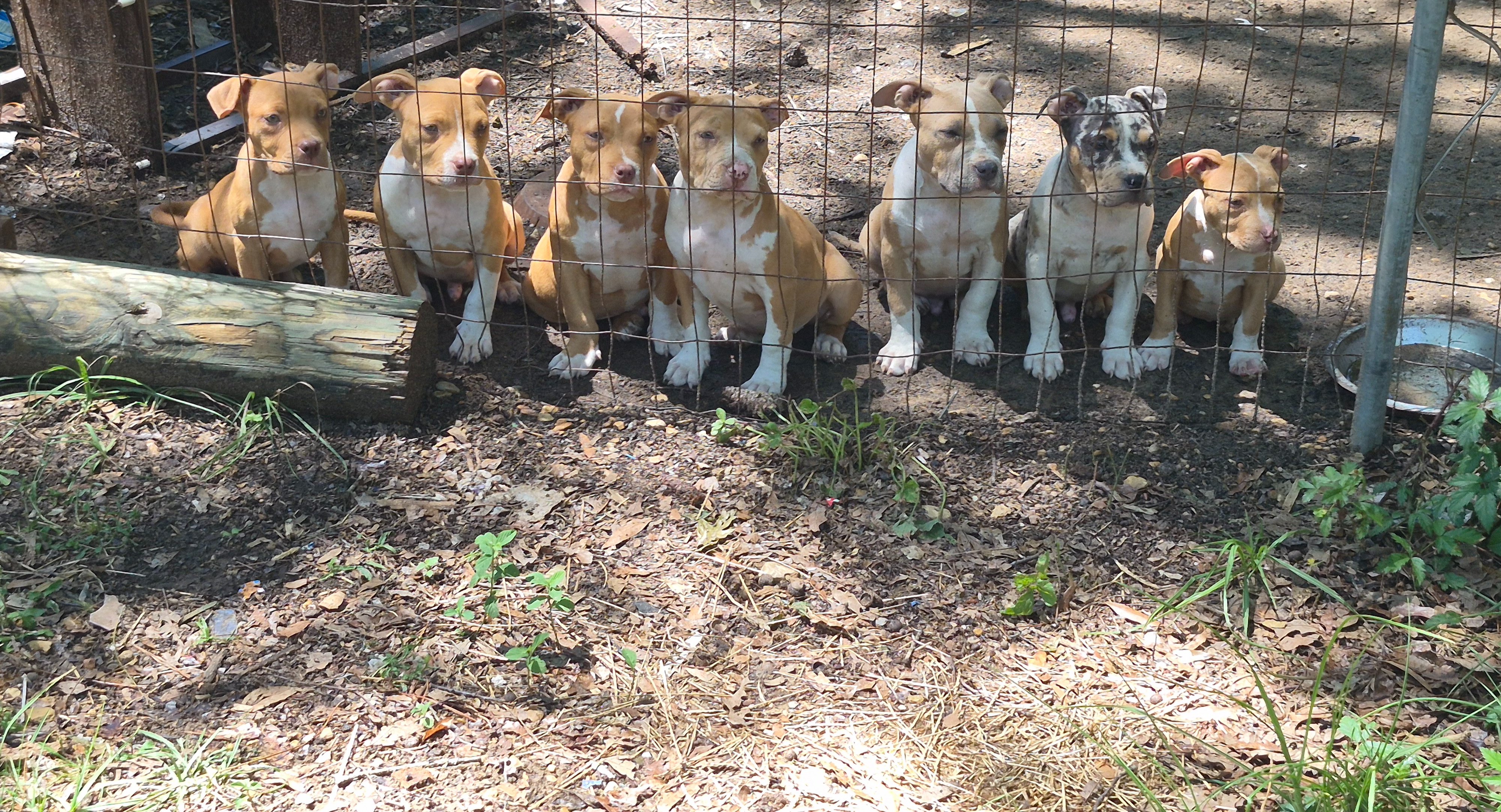 Help Kalilani Homestead & Kennels Feed & Shelter campaign photo, 5 of 8
