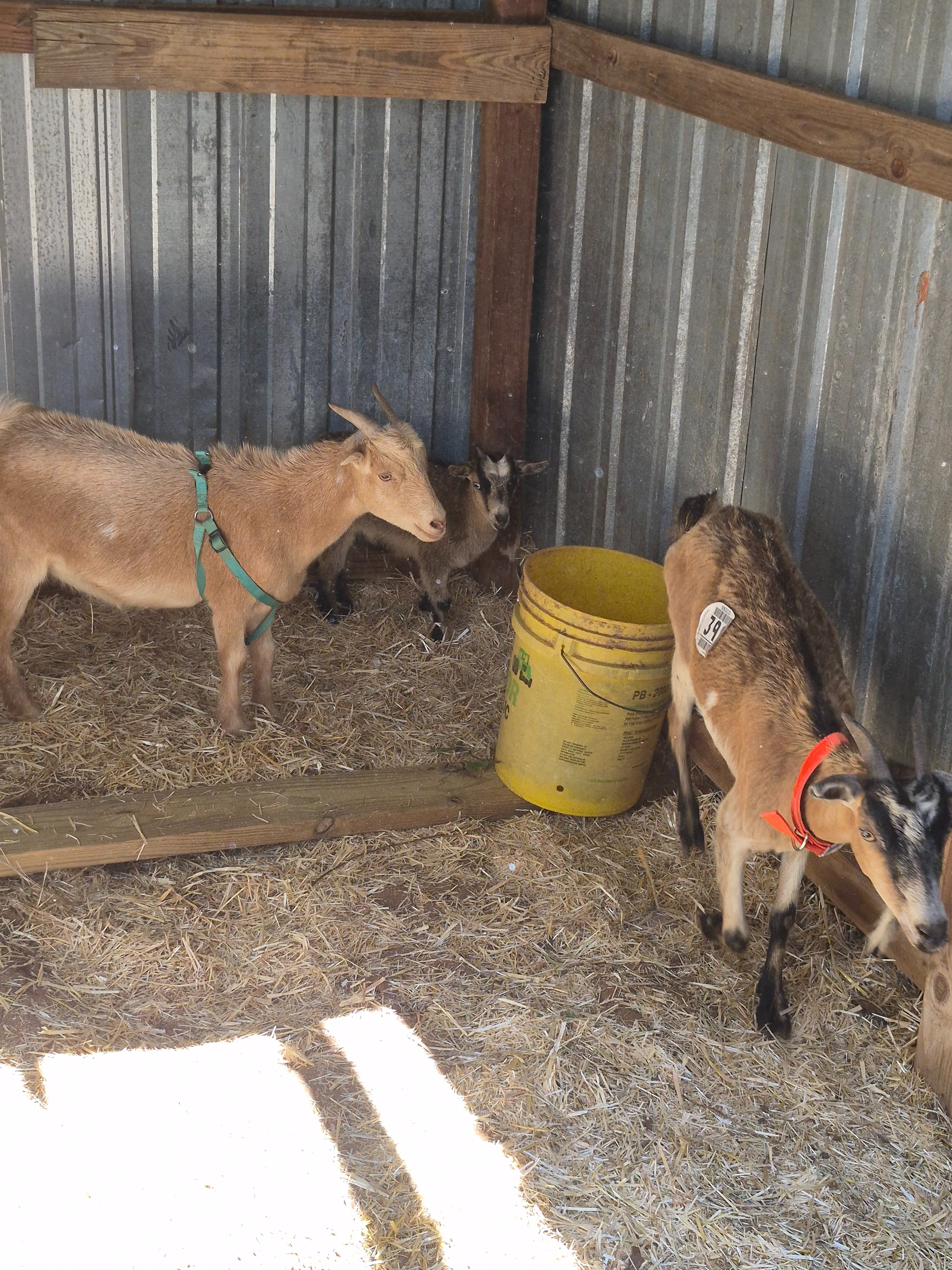 Help Kalilani Homestead & Kennels Feed & Shelter campaign photo, 6 of 8