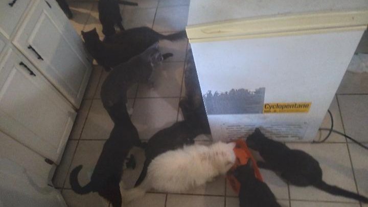 A Safe Haven for Kaydie and Her Cats photo