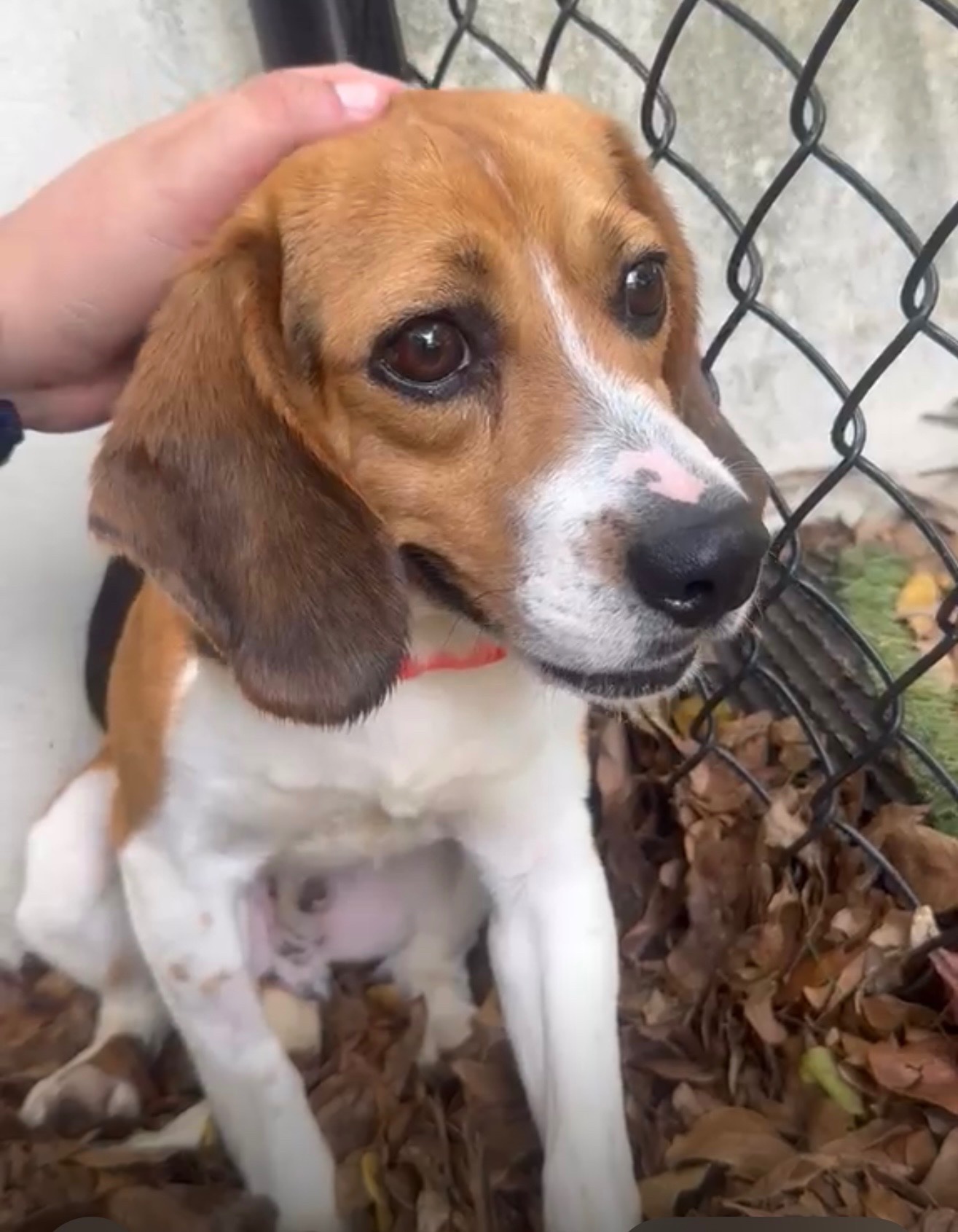 Support Beagles & End Animal Testing campaign photo, 6 of 7