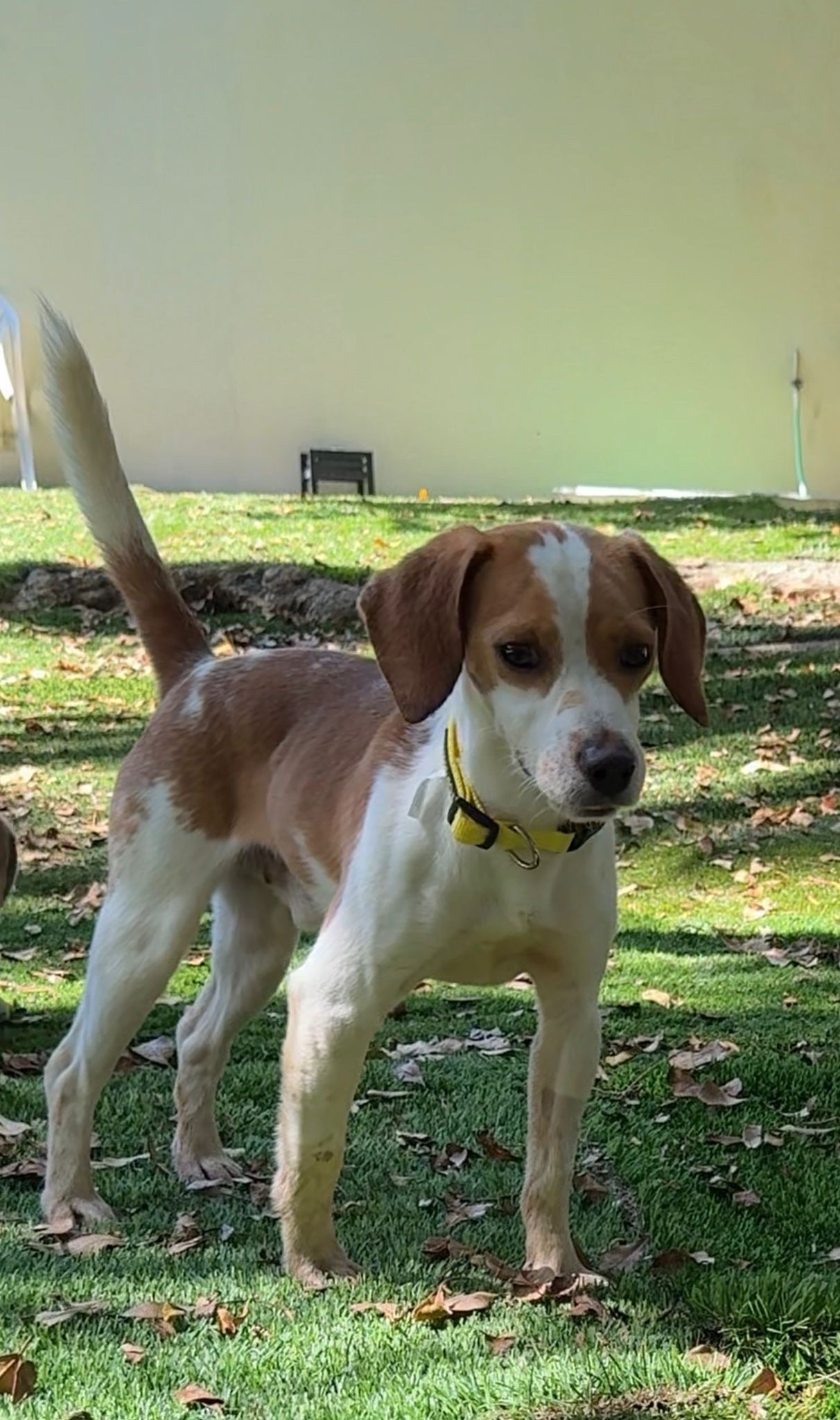 Support Beagles & End Animal Testing campaign photo, 2 of 7