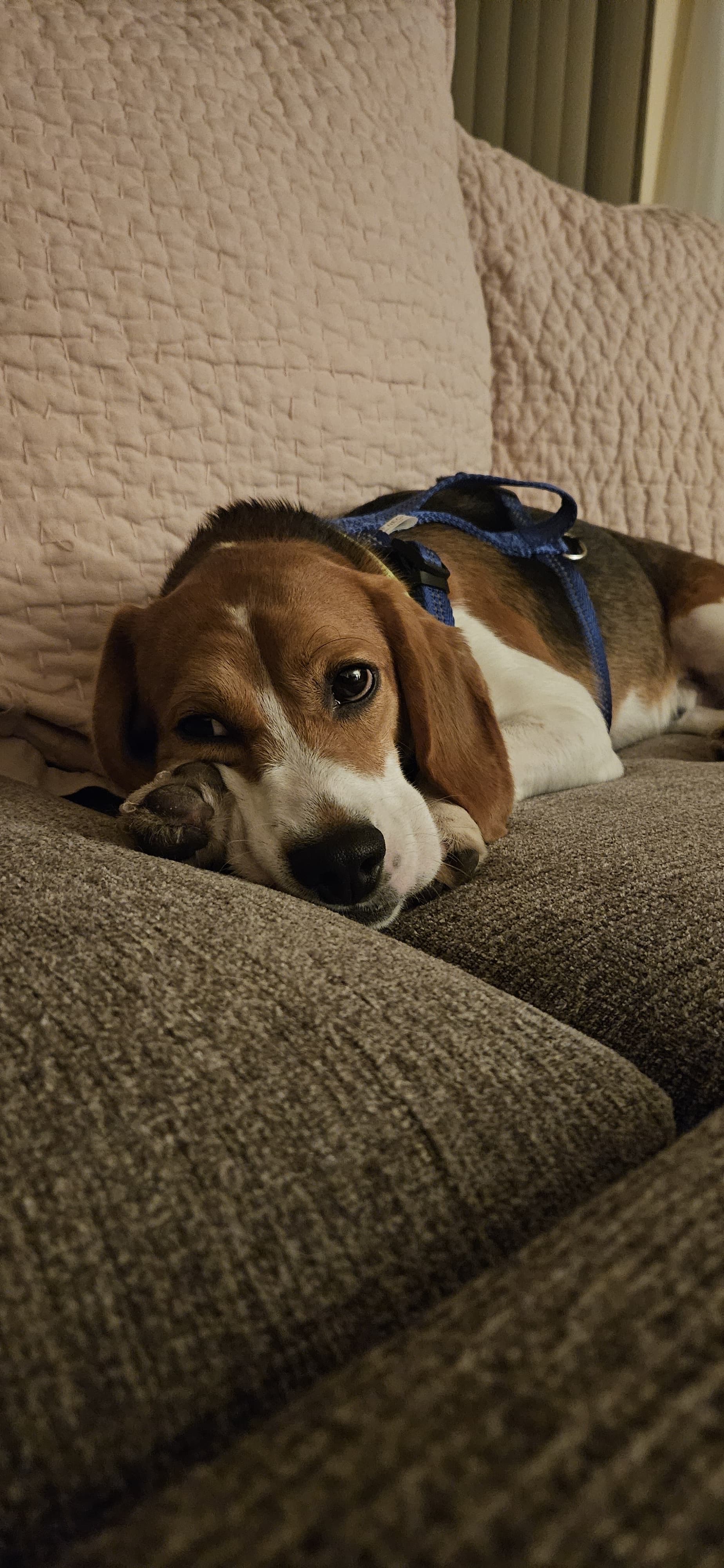 Support Beagles & End Animal Testing campaign photo, 4 of 7