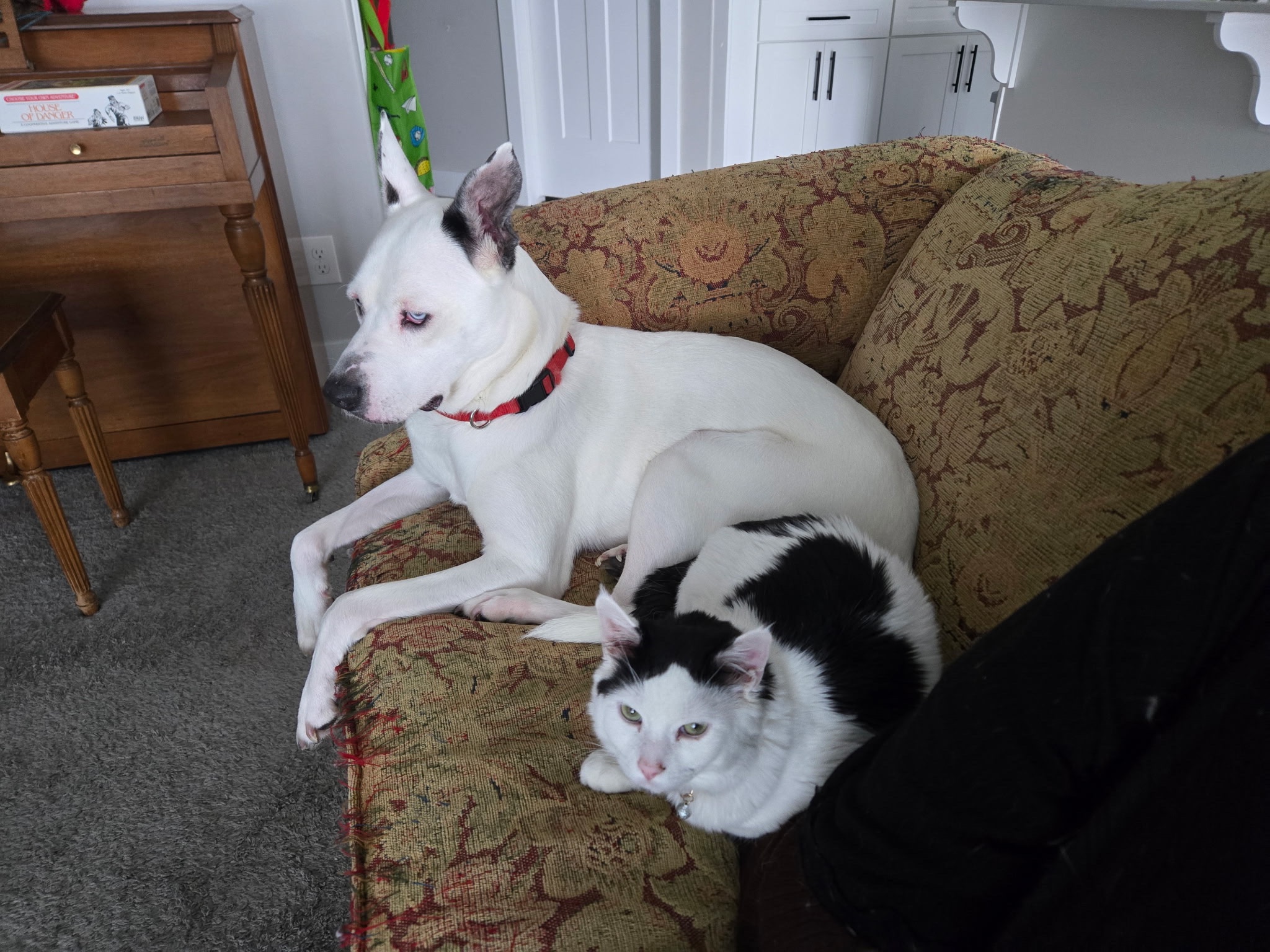 Help a Black Trans Woman, her family, and Their Pets campaign photo, 7 of 8