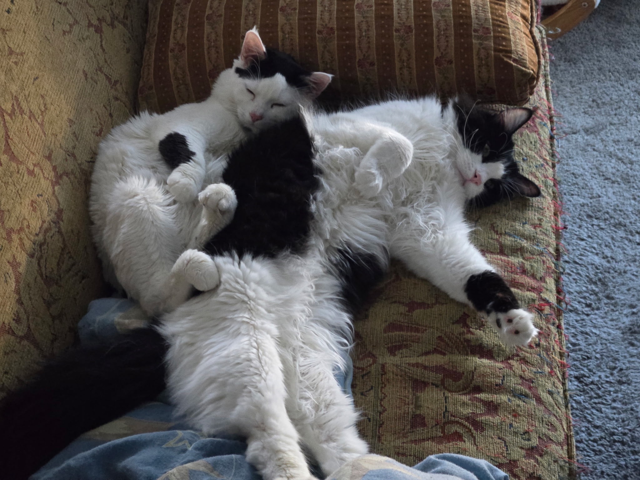 Help a Black Trans Woman, her family, and Their Pets campaign photo, 2 of 8
