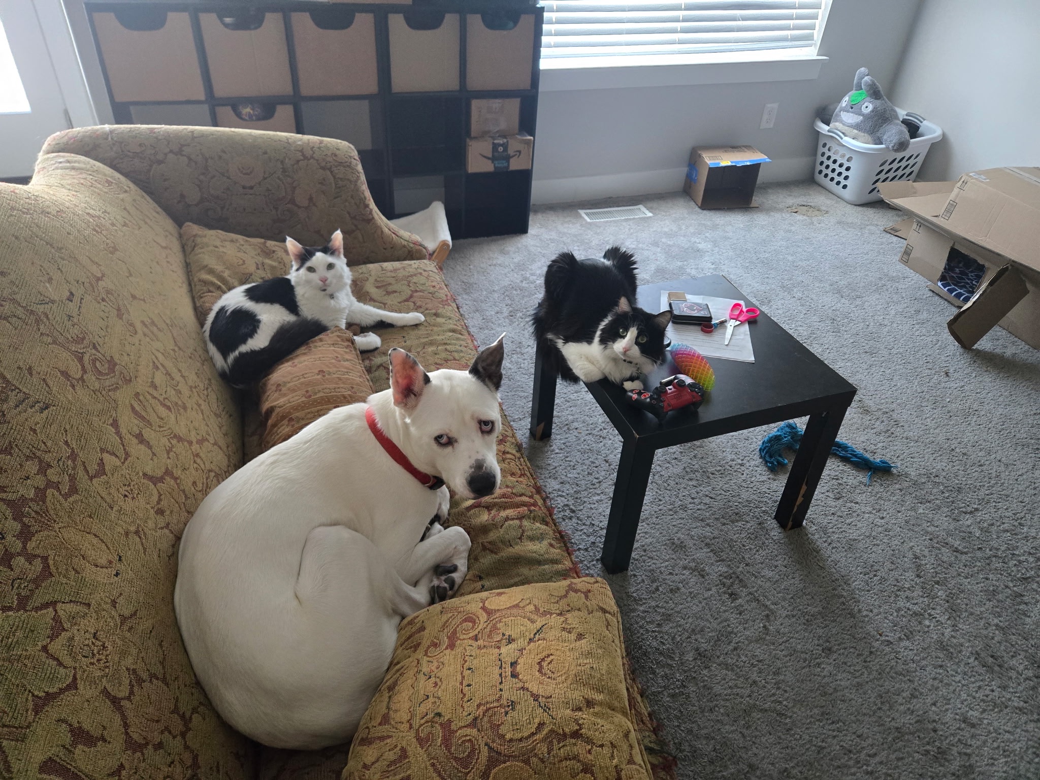 Help a Black Trans Woman, her family, and Their Pets campaign photo, 5 of 8