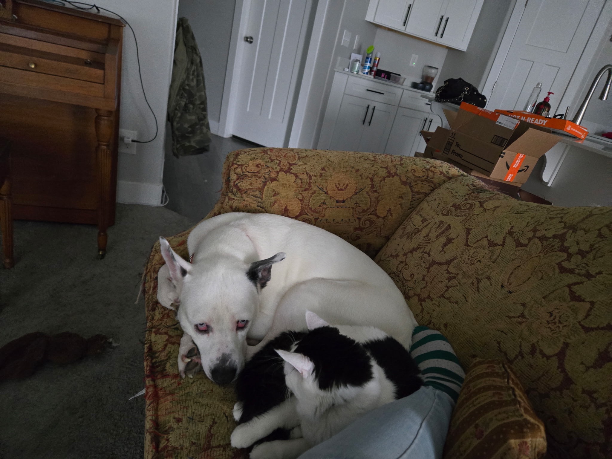 Help a Black Trans Woman, her family, and Their Pets campaign photo, 6 of 8