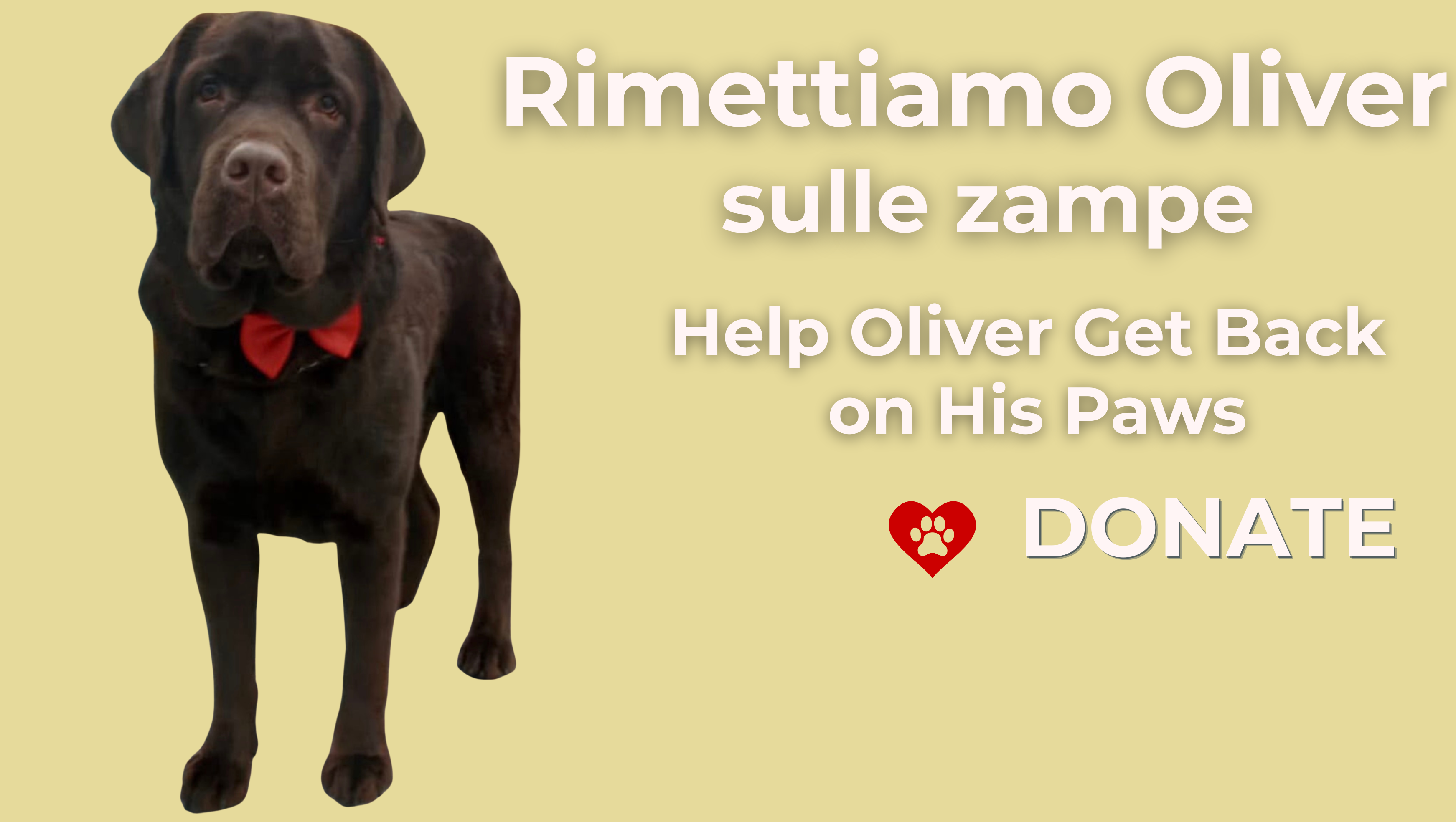 Rimettiamo Oliver sulle zampe photo