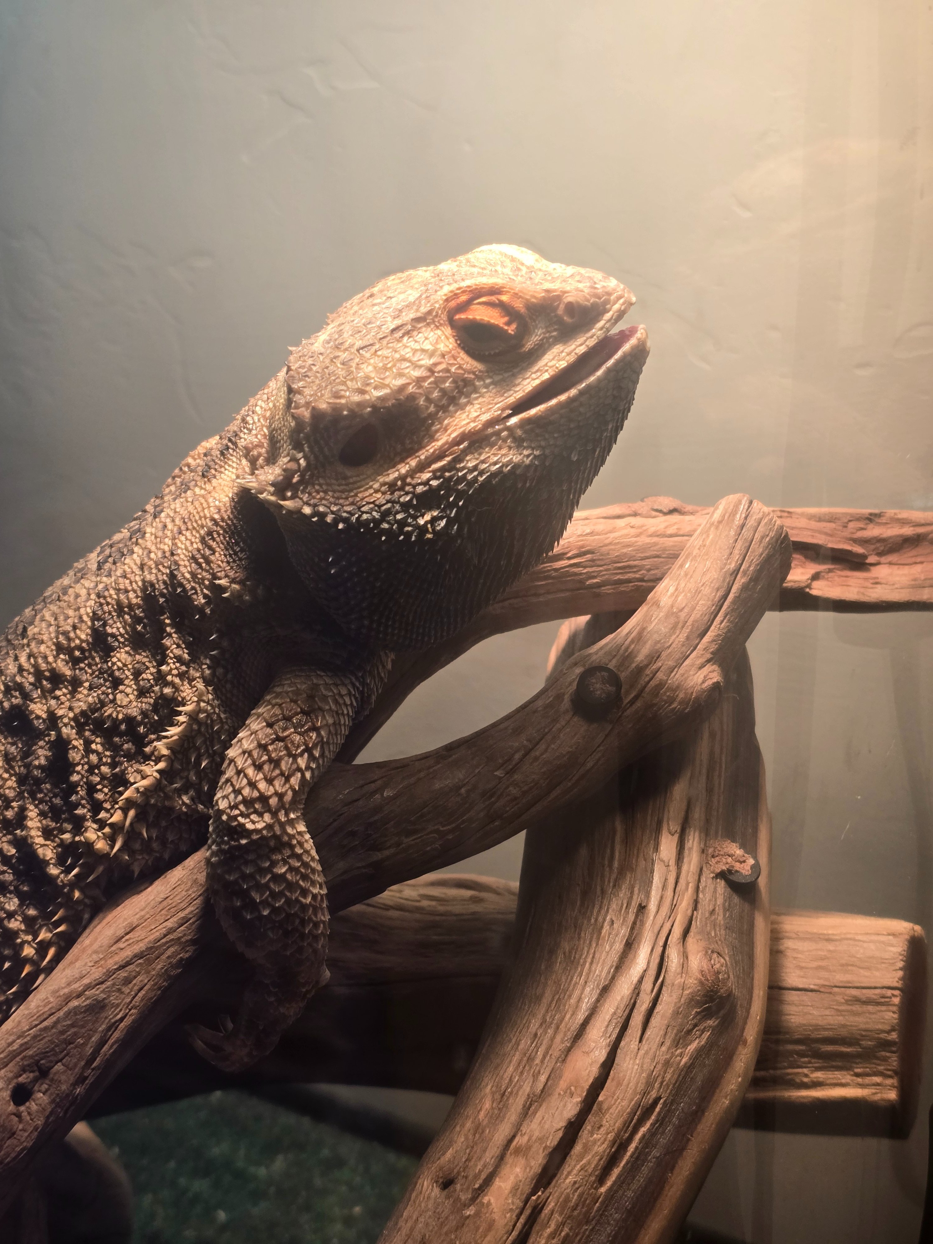 Urgent Vet Care for Adam's Bearded Dragon campaign photo, 2 of 8