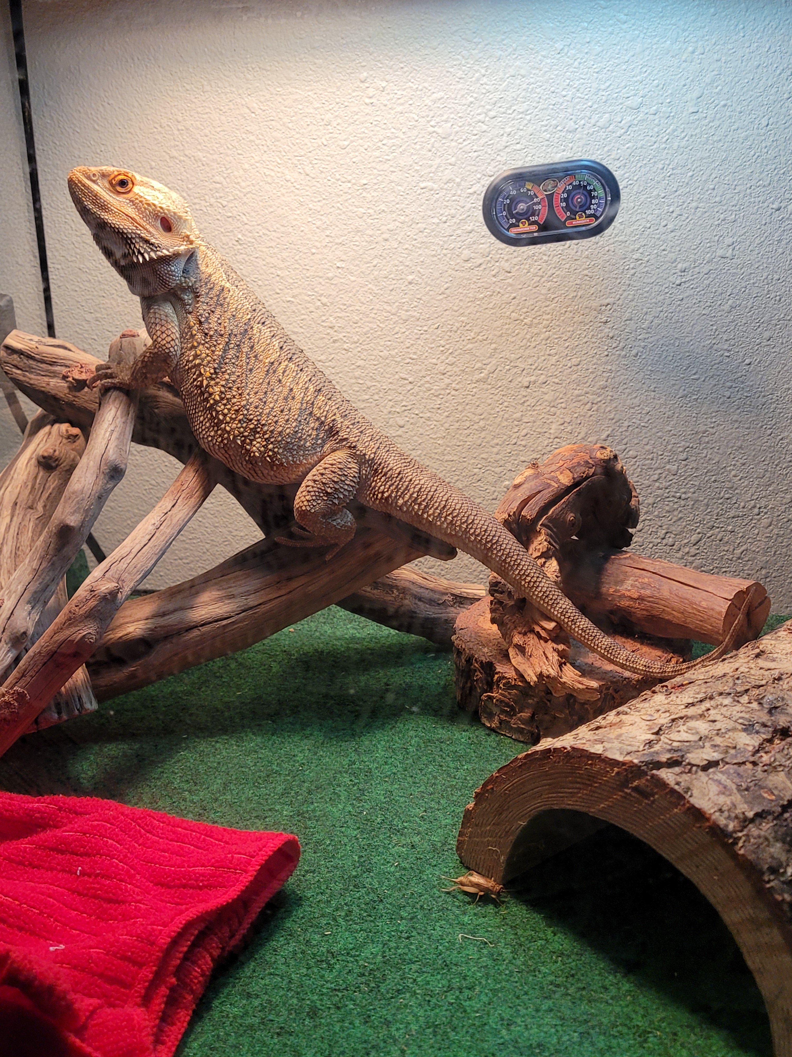 Urgent Vet Care for Adam's Bearded Dragon campaign photo, 4 of 8