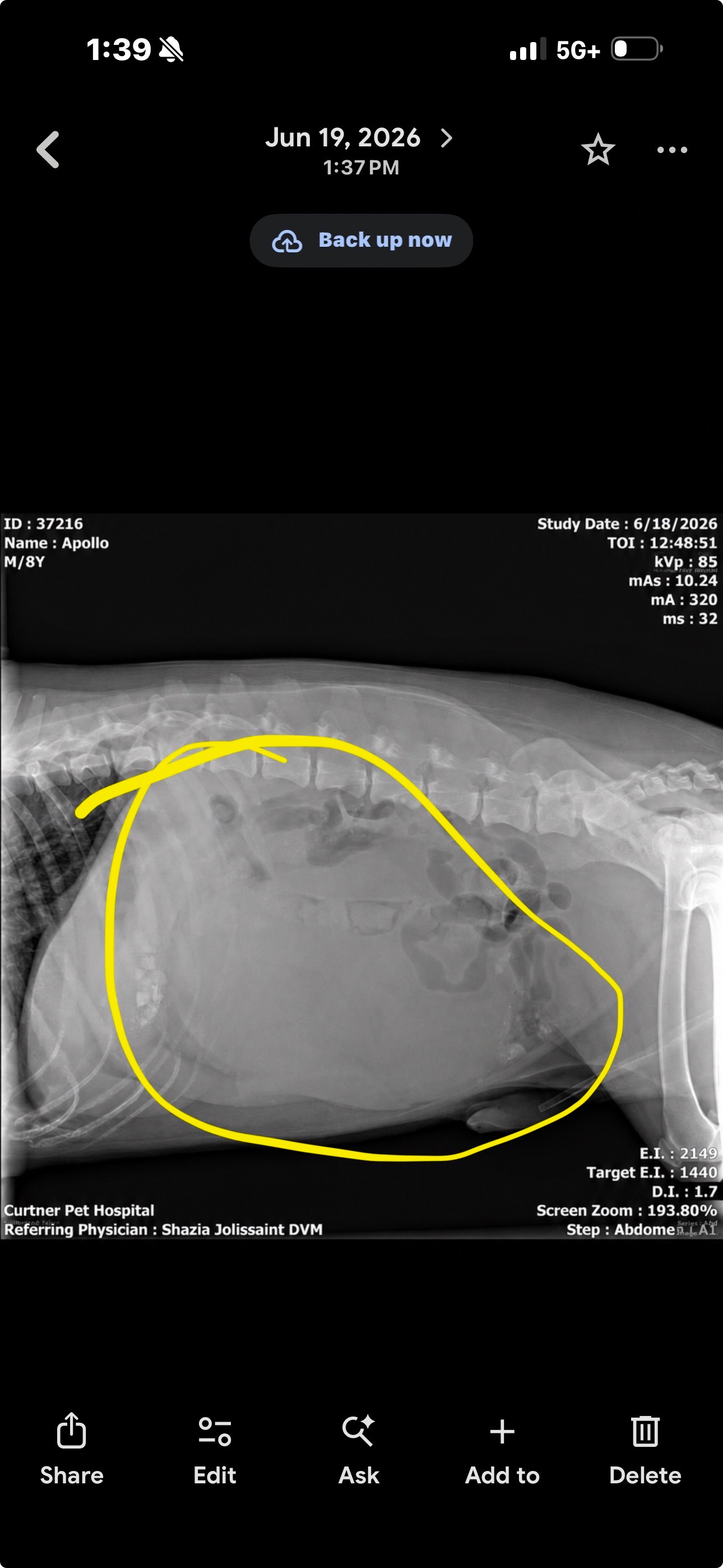 Help Save Apollo & Heal: Surgery & Cancer Testing “My Angel” campaign photo, 2 of 8