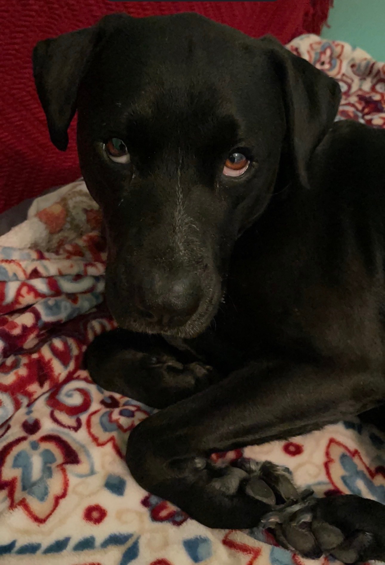 Help Save Apollo & Heal: Surgery & Cancer Testing “My Angel” campaign photo, 5 of 8