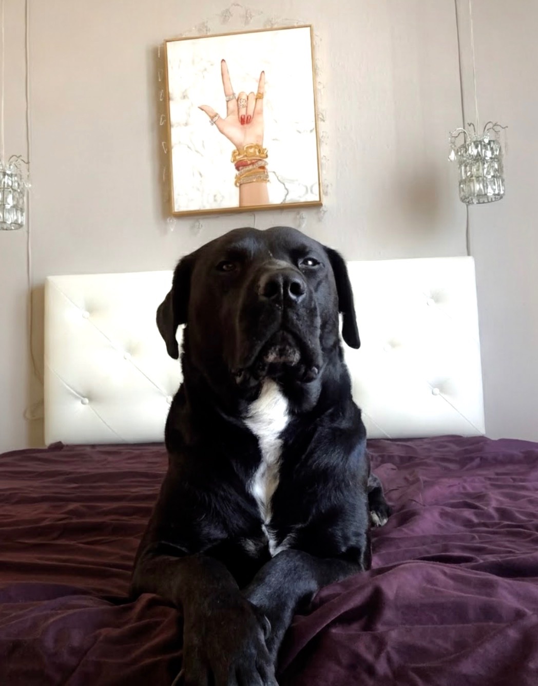 Help Save Apollo & Heal: Surgery & Cancer Testing “My Angel” campaign photo, 4 of 8