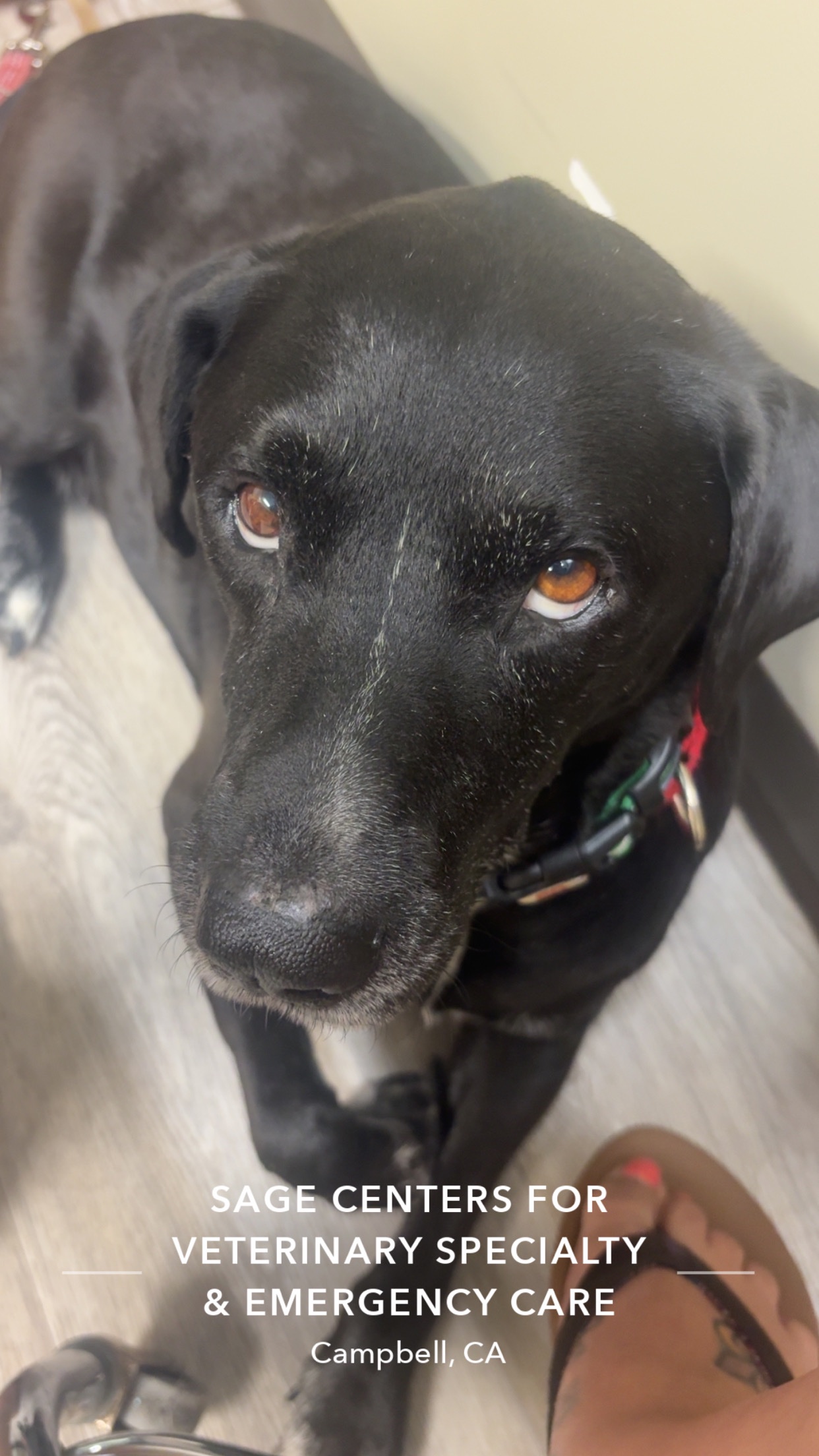 Help Save Apollo & Heal: Surgery & Cancer Testing “My Angel” campaign photo, 6 of 8
