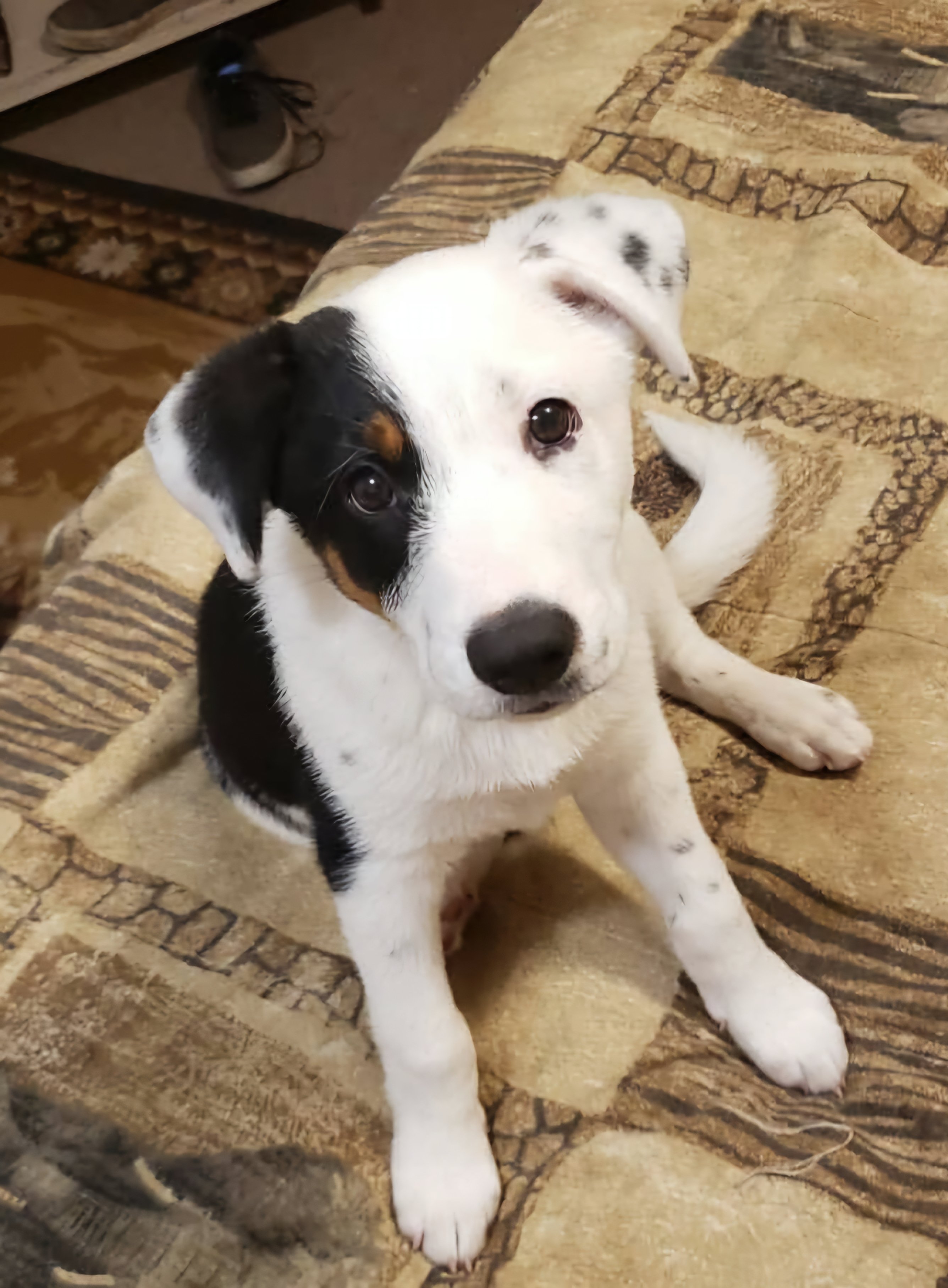 Help Save Keelu: Emergency Vet Care campaign photo, 2 of 8