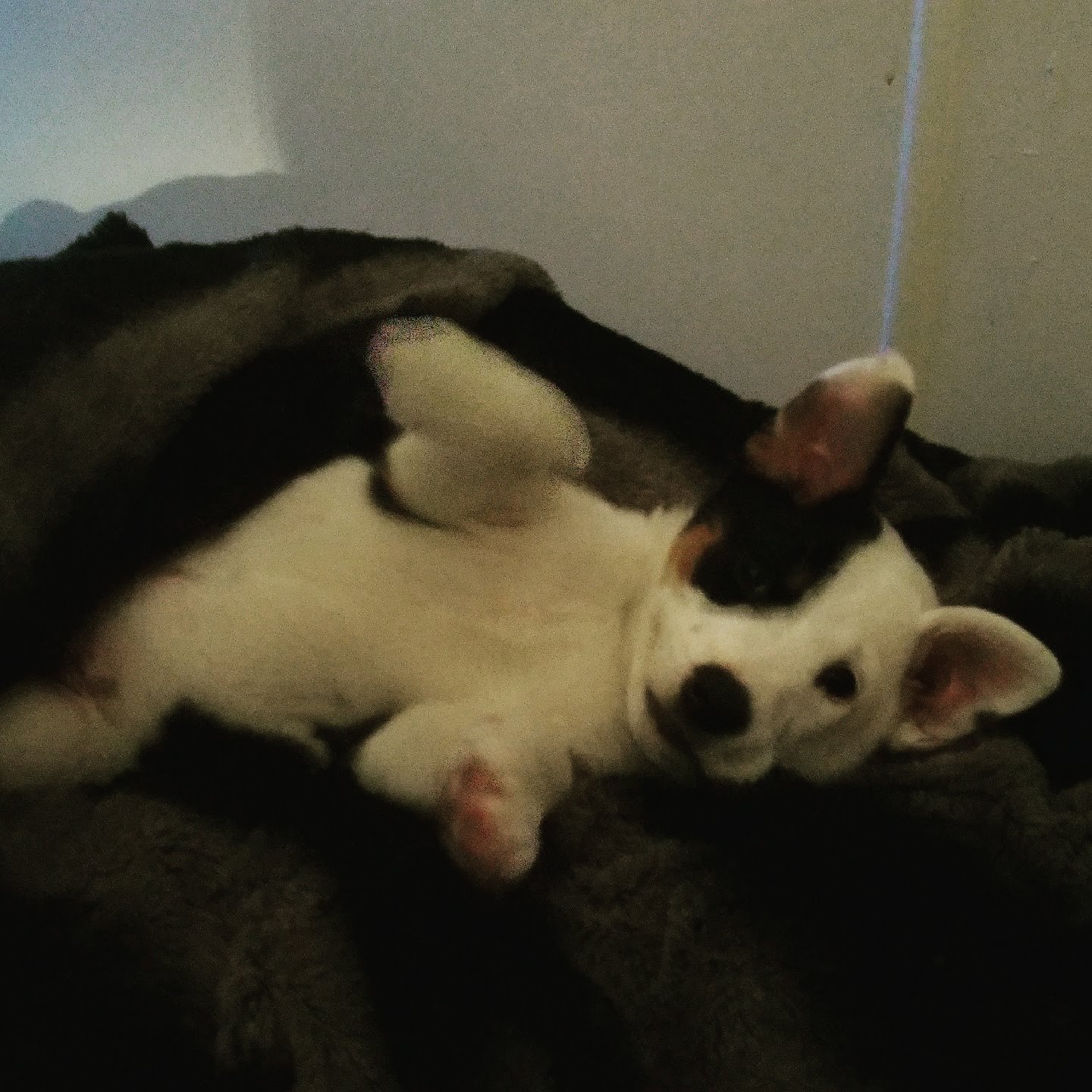 Help Save Keelu: Emergency Vet Care campaign photo, 4 of 8