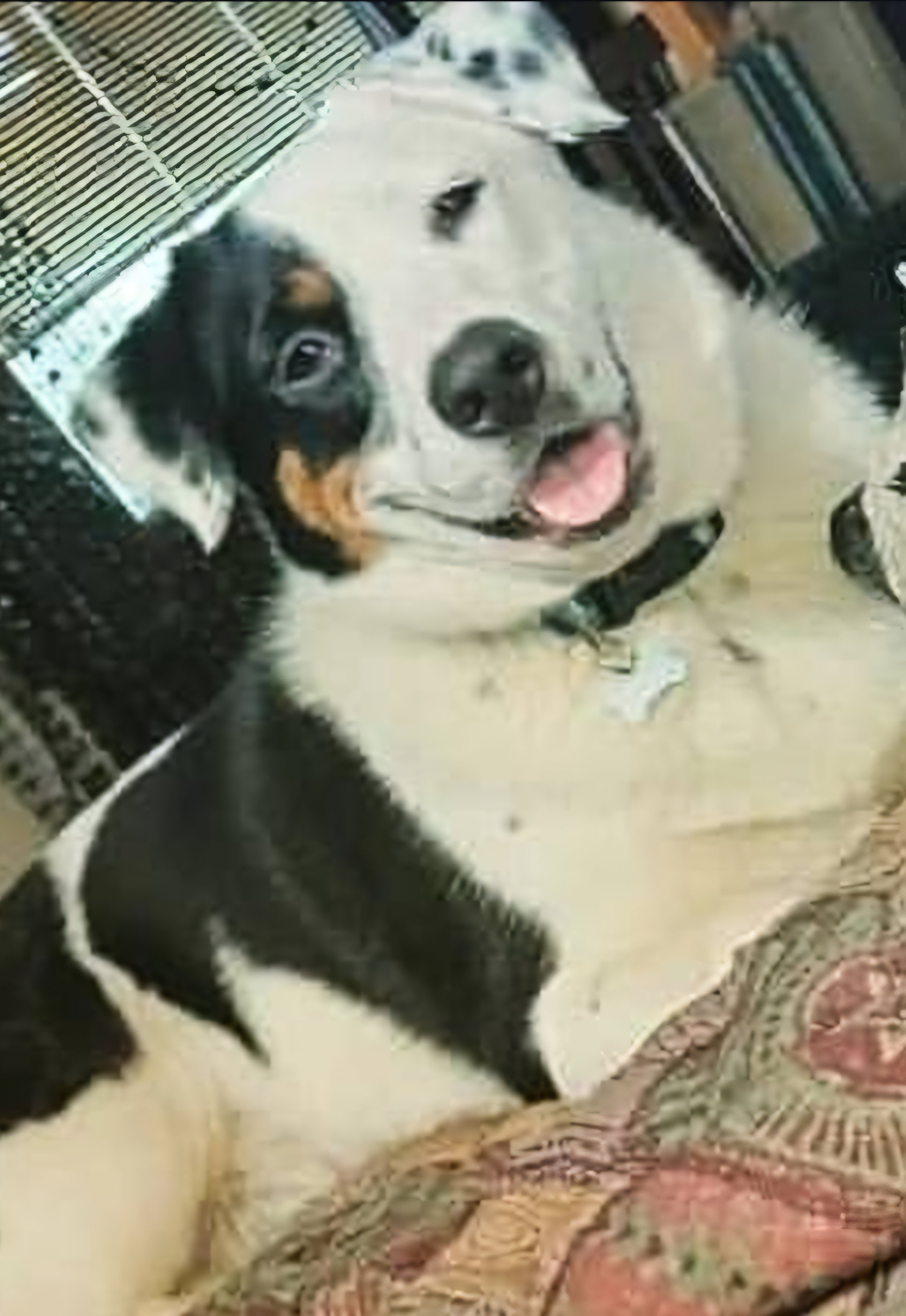Help Save Keelu: Emergency Vet Care campaign photo, 5 of 8