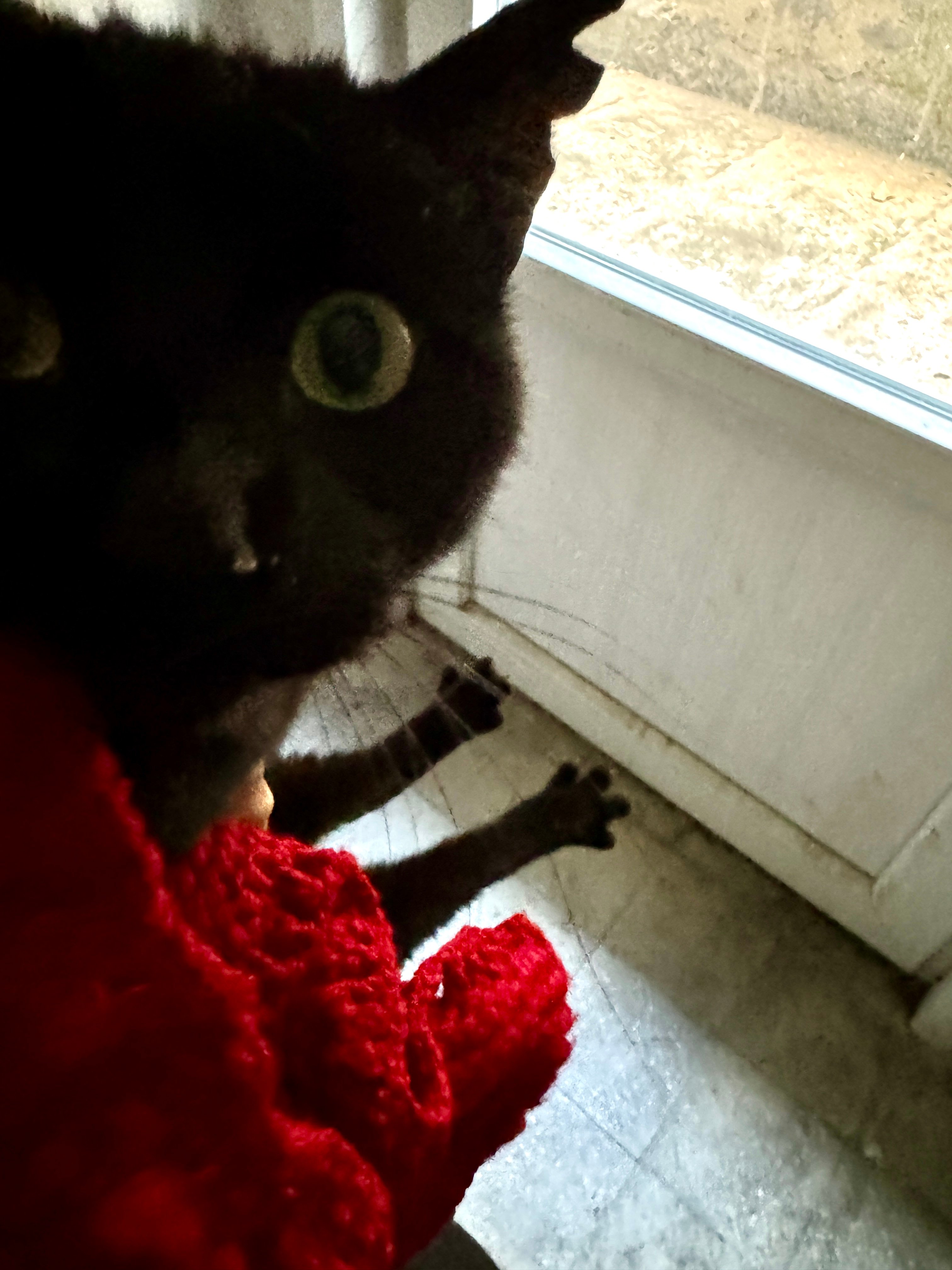 Help Us Save Miuw: A Gentle Black Cat Who Has Nowhere Else t campaign photo, 5 of 6