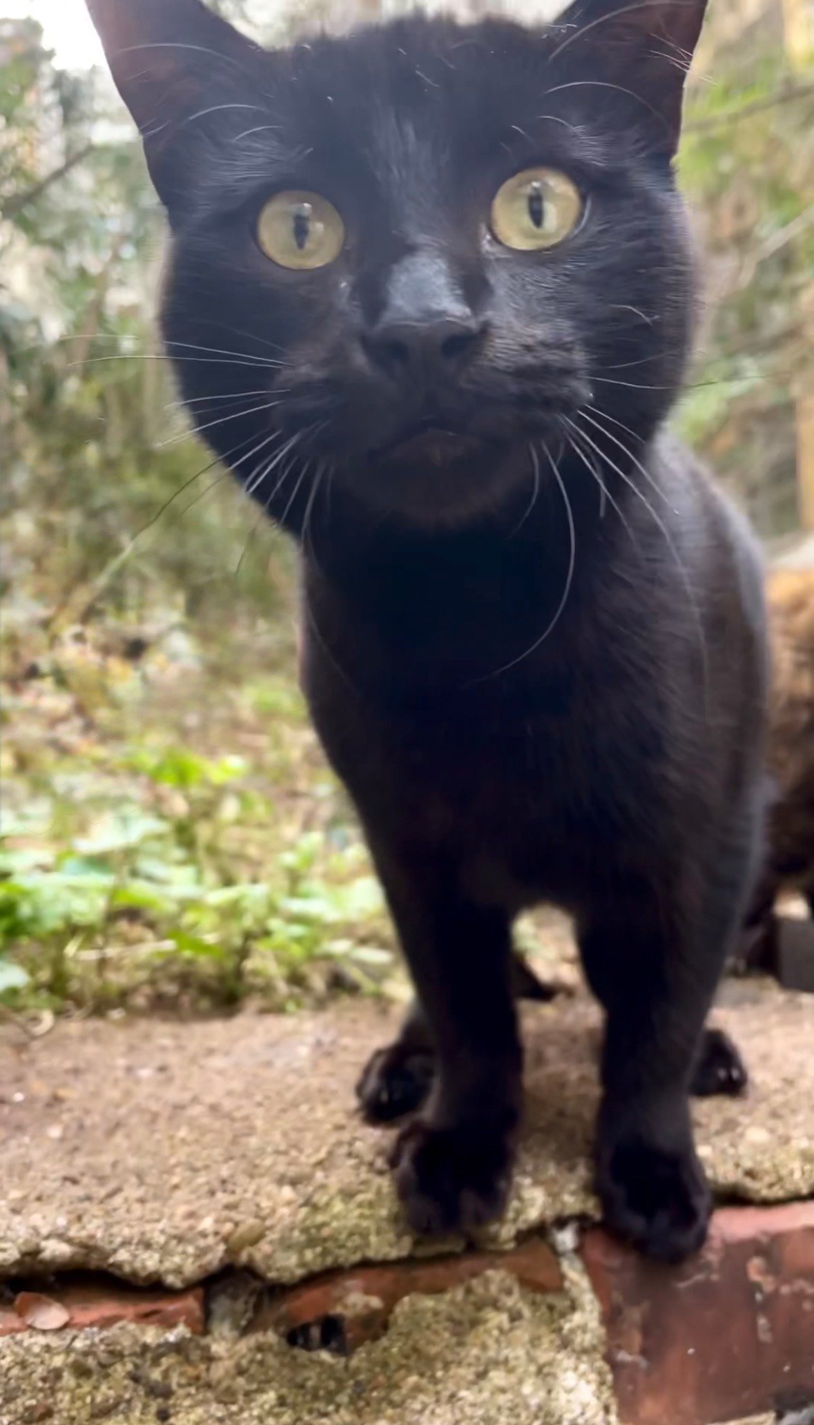 Help Us Save Miuw: A Gentle Black Cat Who Has Nowhere Else t campaign photo, 2 of 6