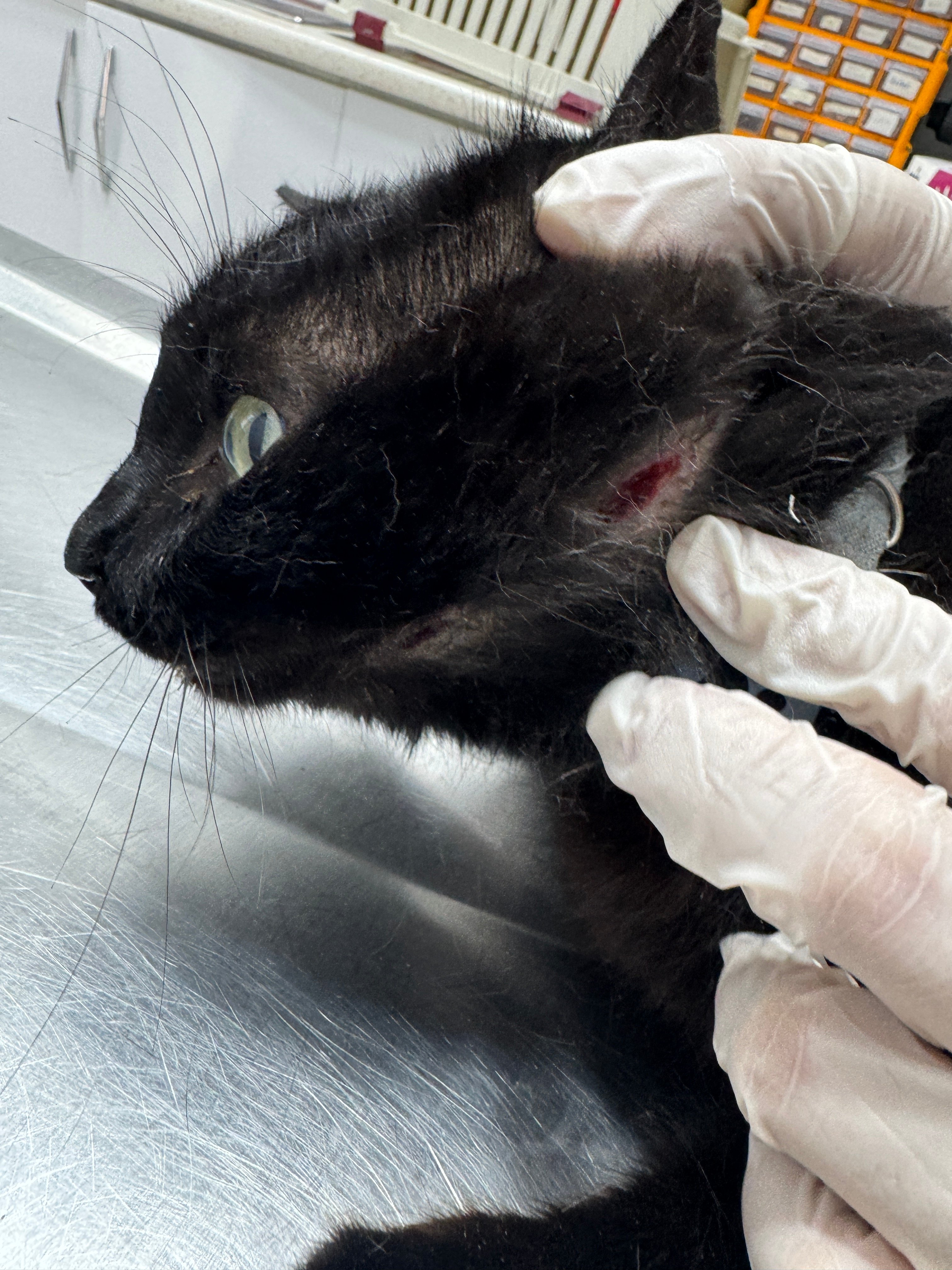 Help Us Save Miuw: A Gentle Black Cat Who Has Nowhere Else t campaign photo, 4 of 6