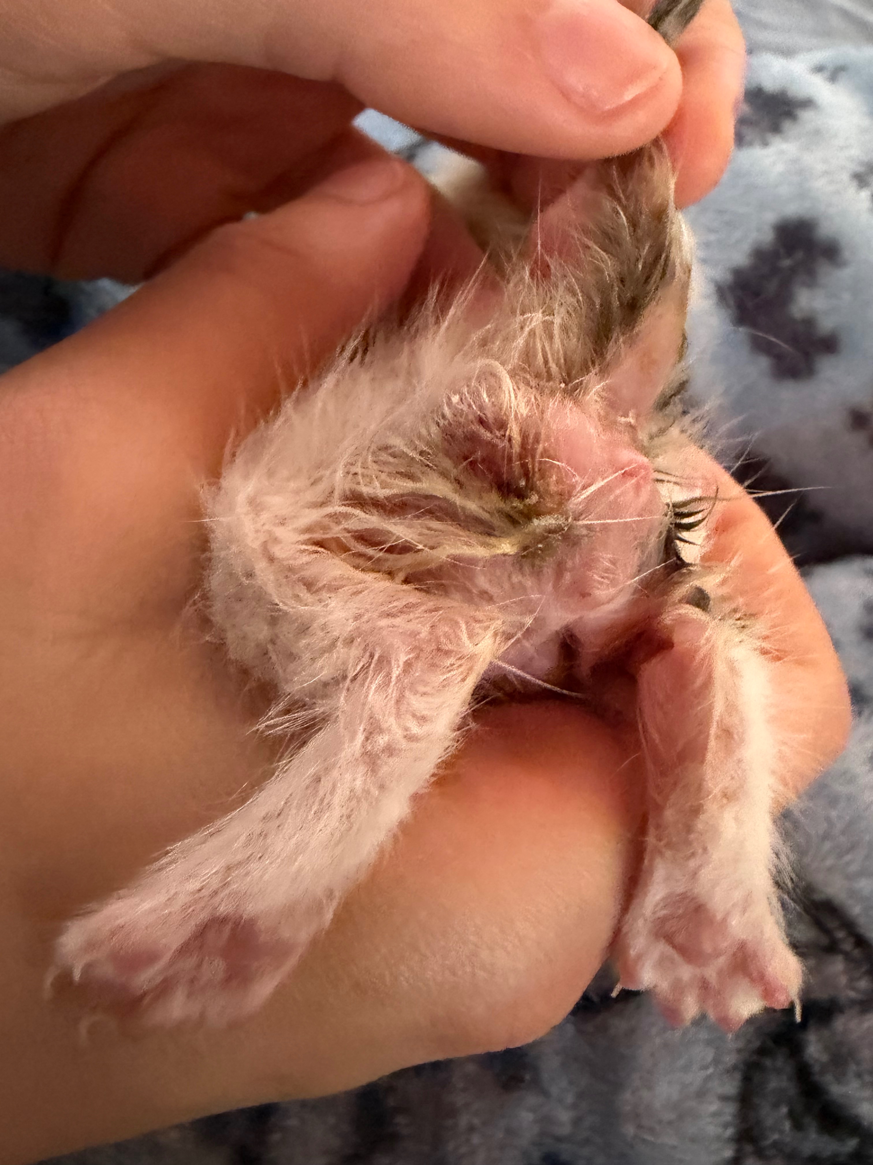 Help Save My Foster Kittens Life campaign photo, 7 of 8