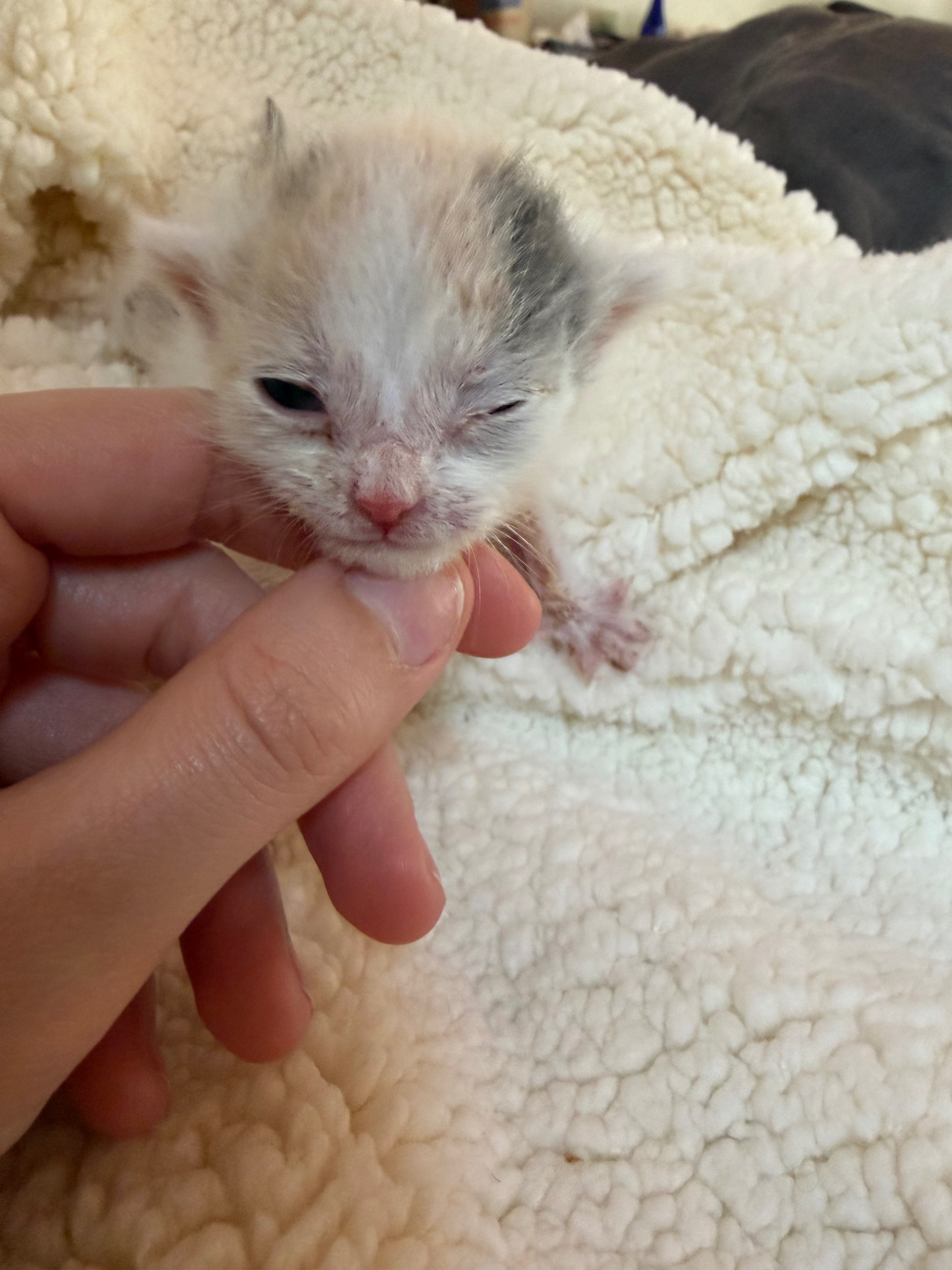 Help Save My Foster Kittens Life campaign photo, 2 of 8