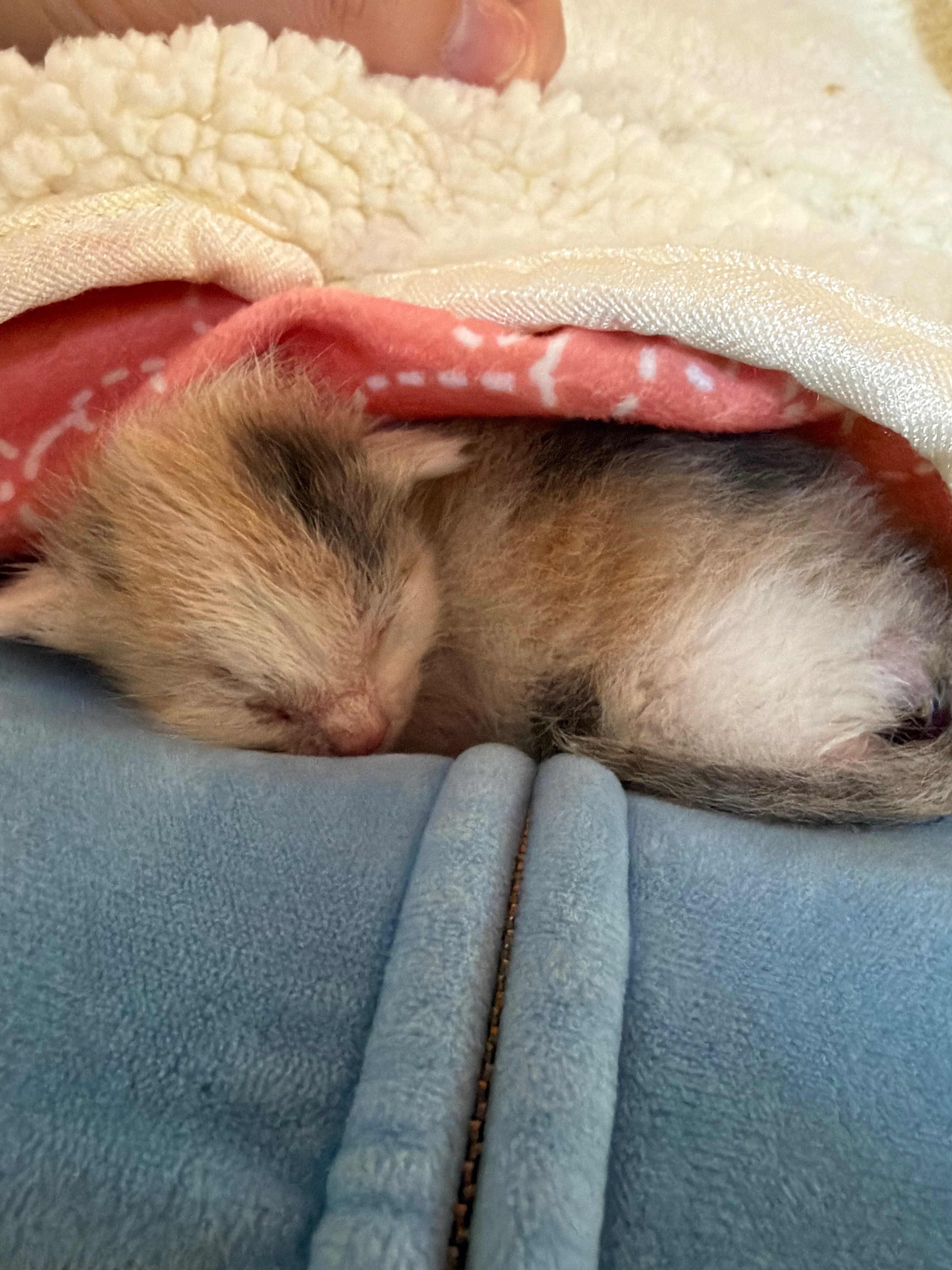 Help Save My Foster Kittens Life campaign photo, 4 of 8
