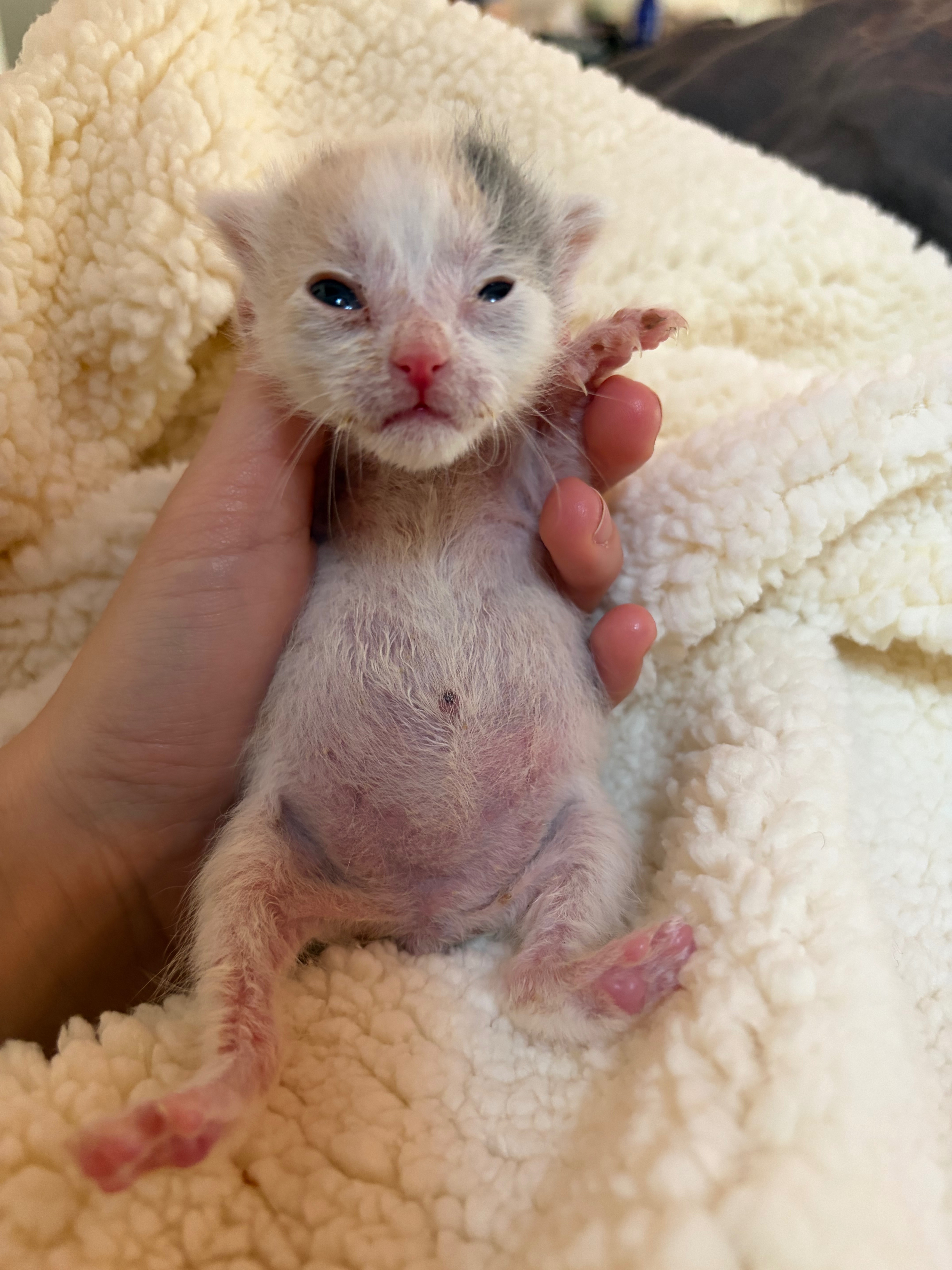 Help Save My Foster Kittens Life campaign photo, 5 of 8