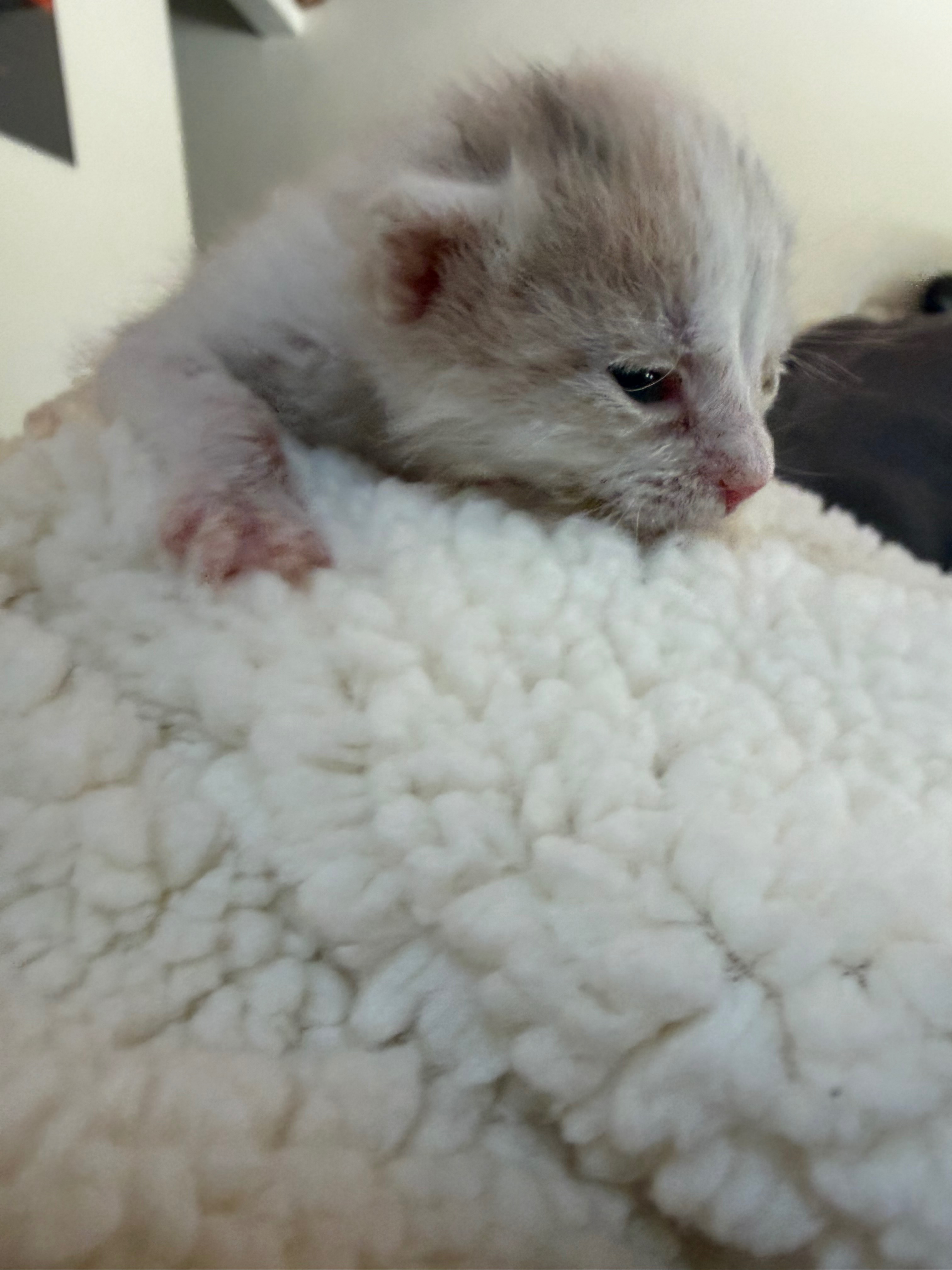 Help Save My Foster Kittens Life campaign photo, 6 of 8