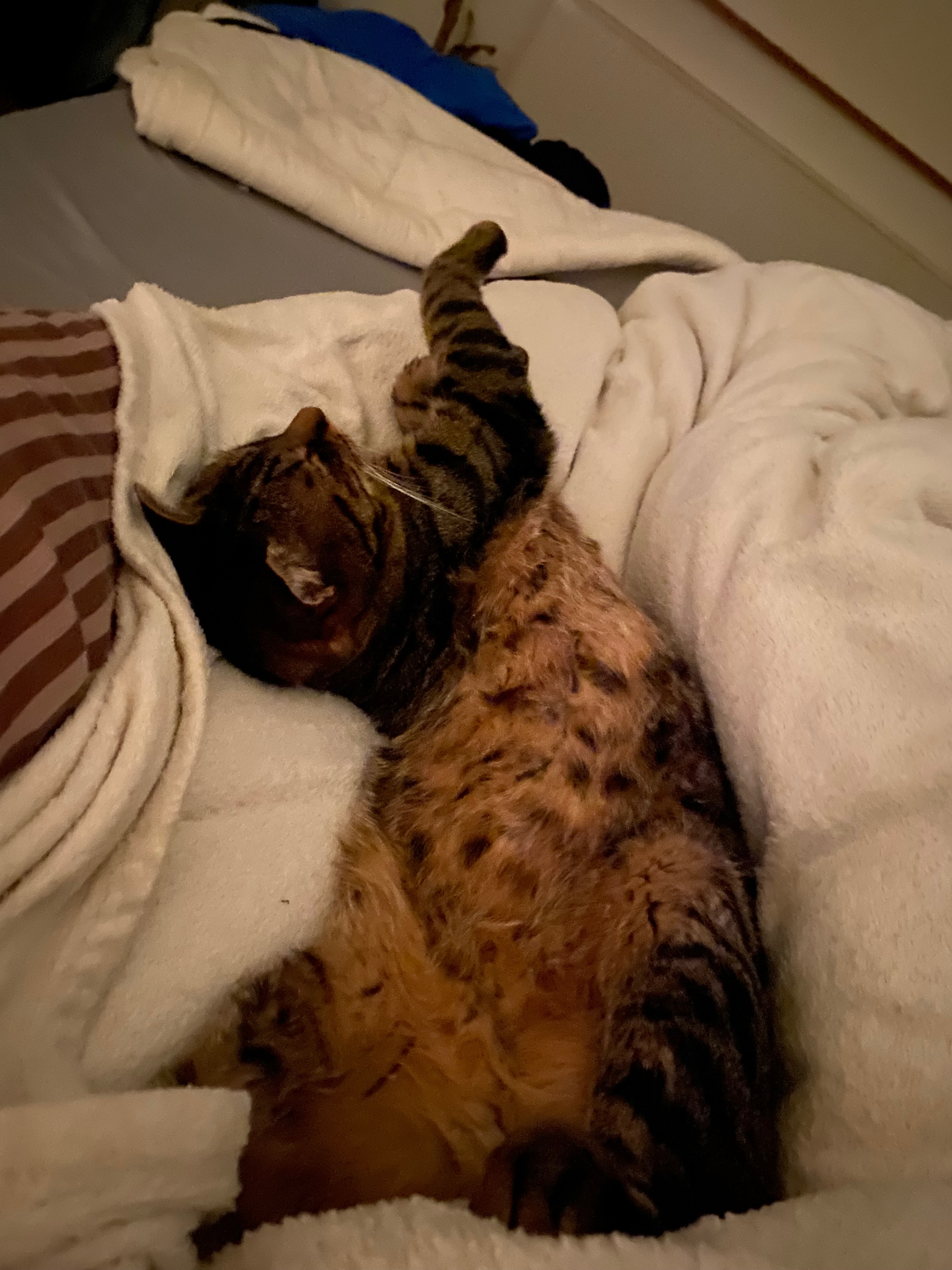 Kampagnen-Foto für Hilfe bei Tierarztkosten, 7 von 8
