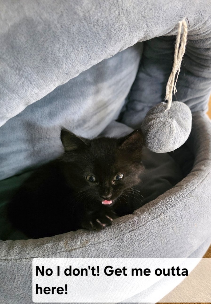 Every Dollar Helps Cathy’s Rescued Kitties campaign photo, 6 of 7