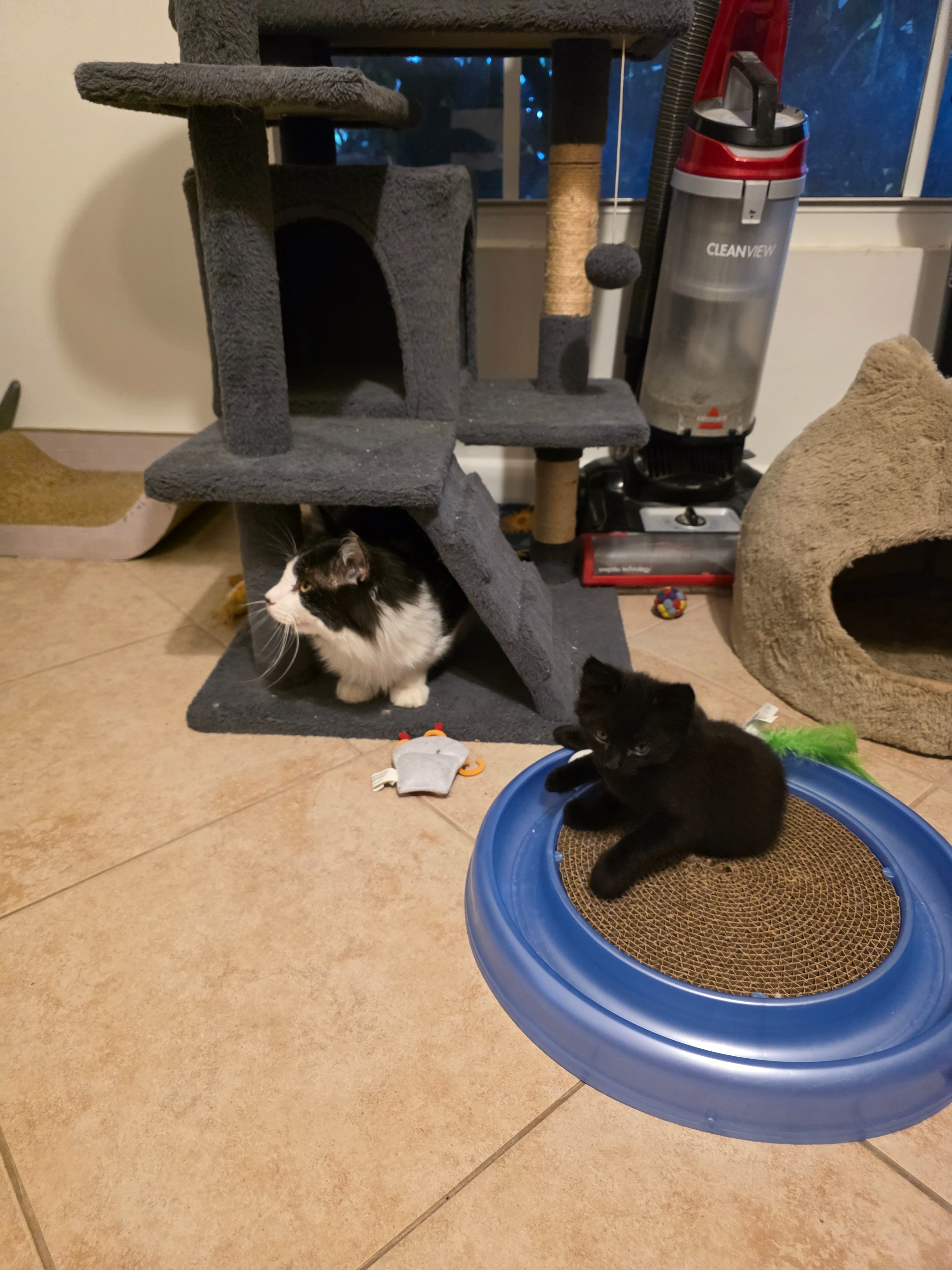 Every Dollar Helps Cathy’s Rescued Kitties campaign photo, 4 of 7