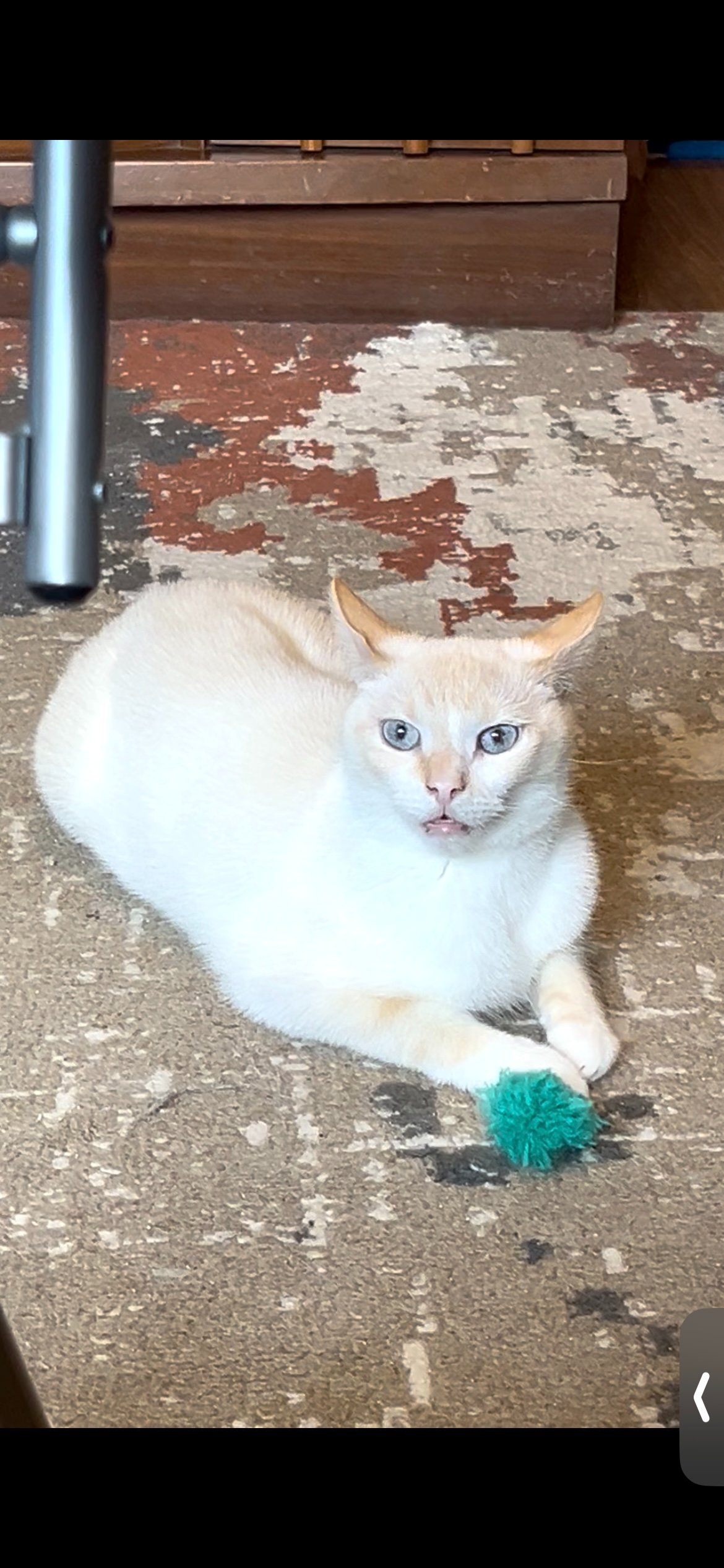 Help Kiwi Get His Dental X-Ray and Care campaign photo, 5 of 6
