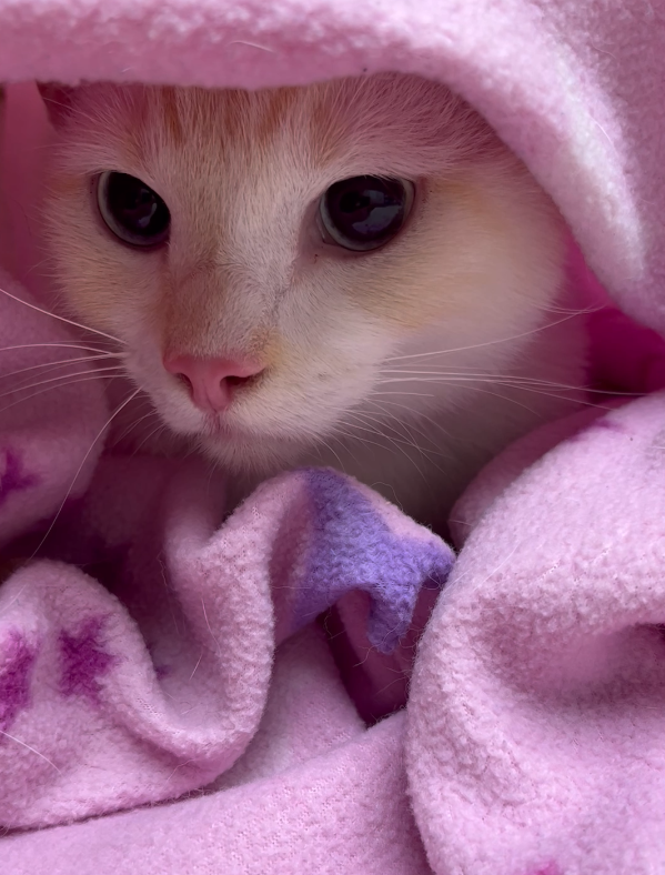 Help Kiwi Get His Dental X-Ray and Care campaign photo, 2 of 6