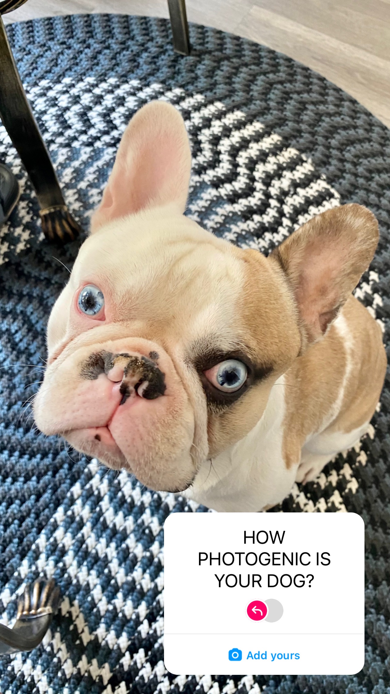 Help Whiskey Get Life-Saving Surgery campaign photo, 7 of 8