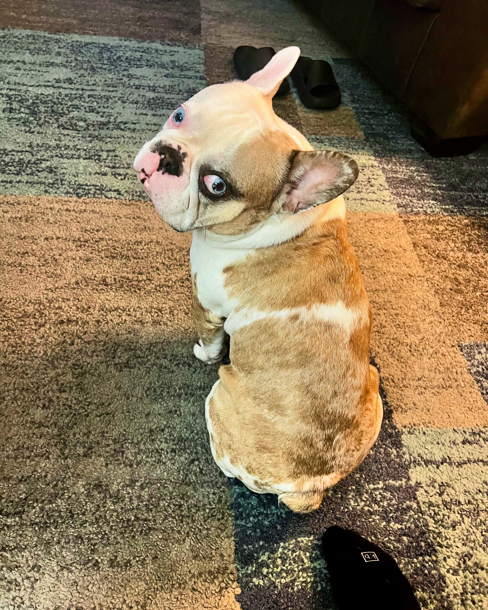 Help Whiskey Get Life-Saving Surgery campaign photo, 2 of 8