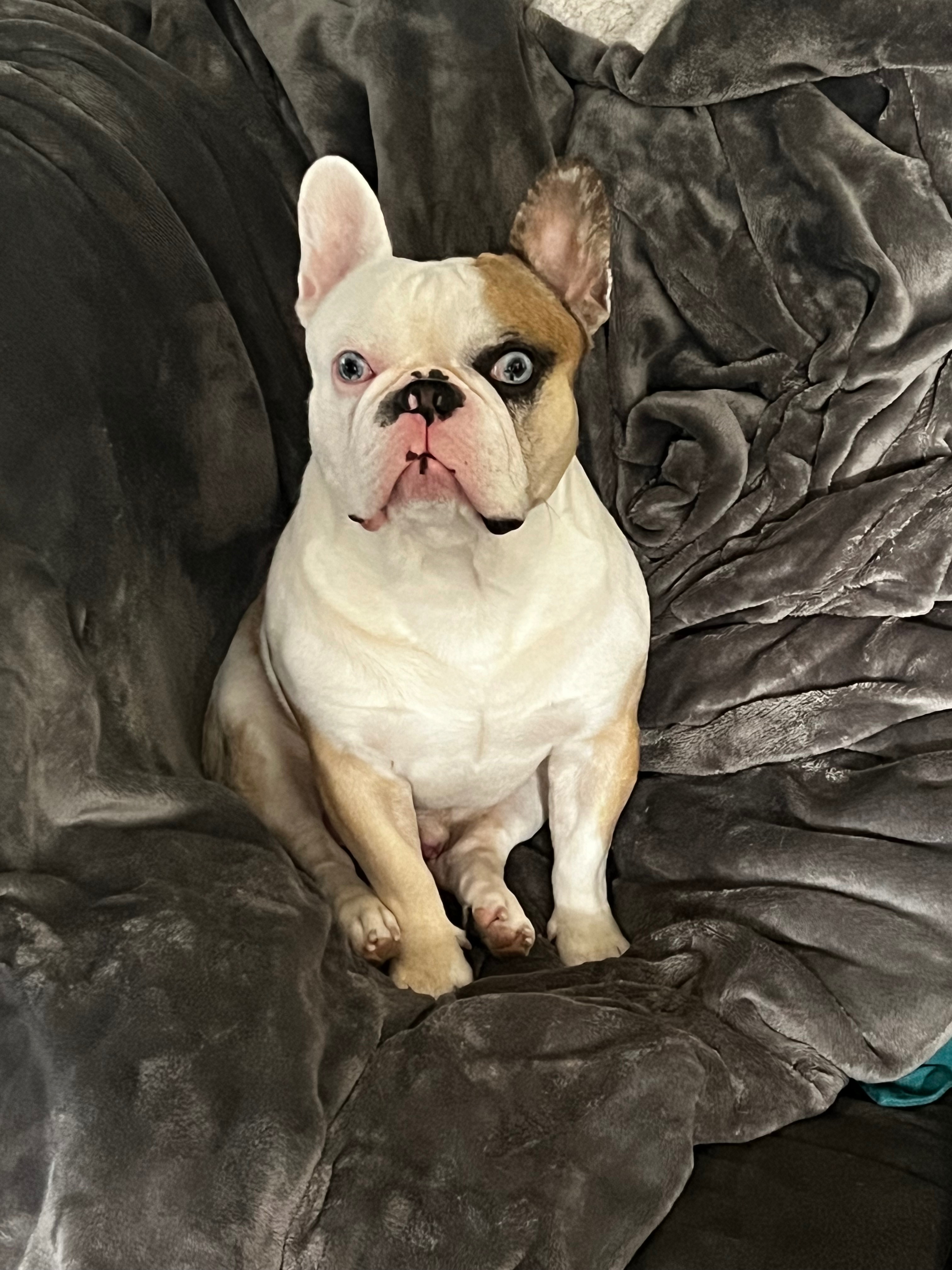 Help Whiskey Get Life-Saving Surgery campaign photo, 4 of 8