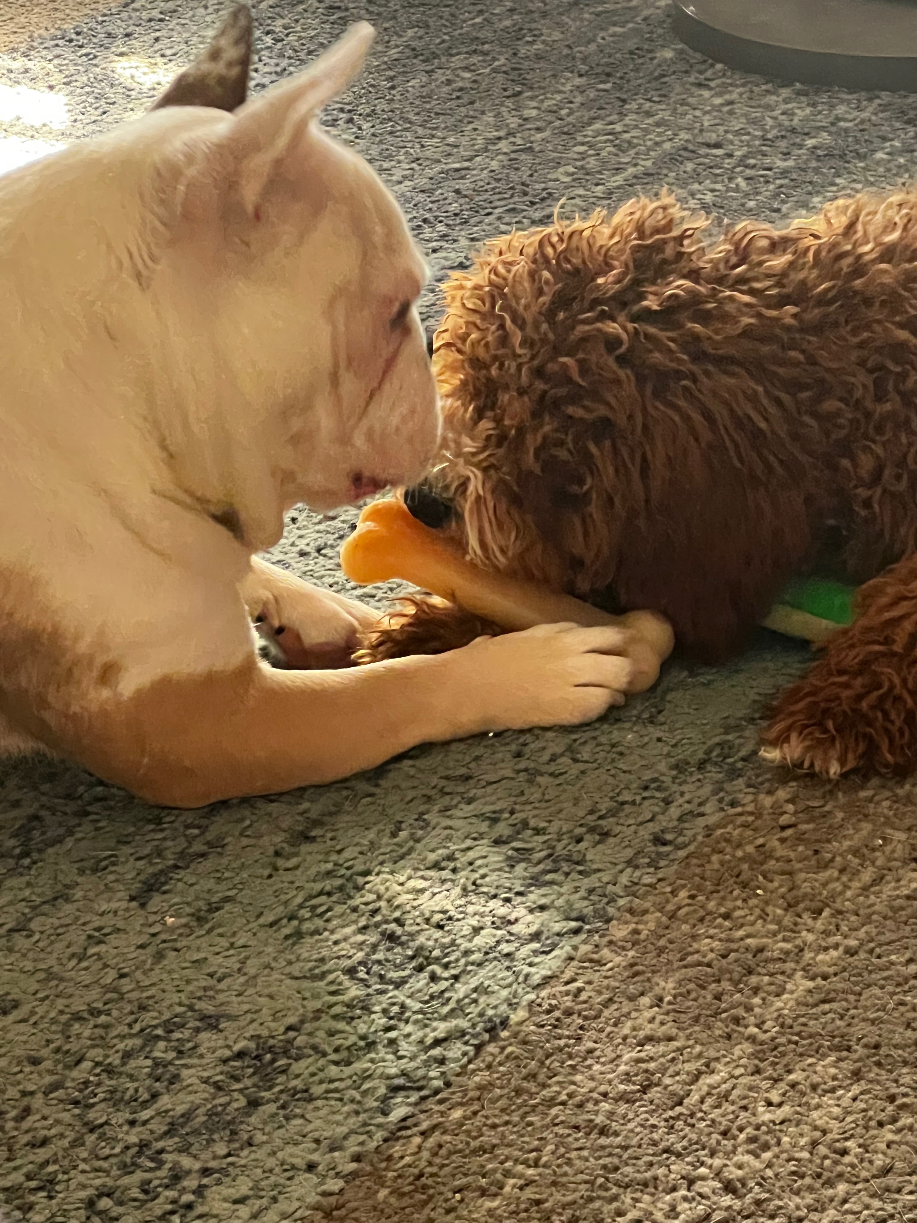 Help Whiskey Get Life-Saving Surgery campaign photo, 5 of 8