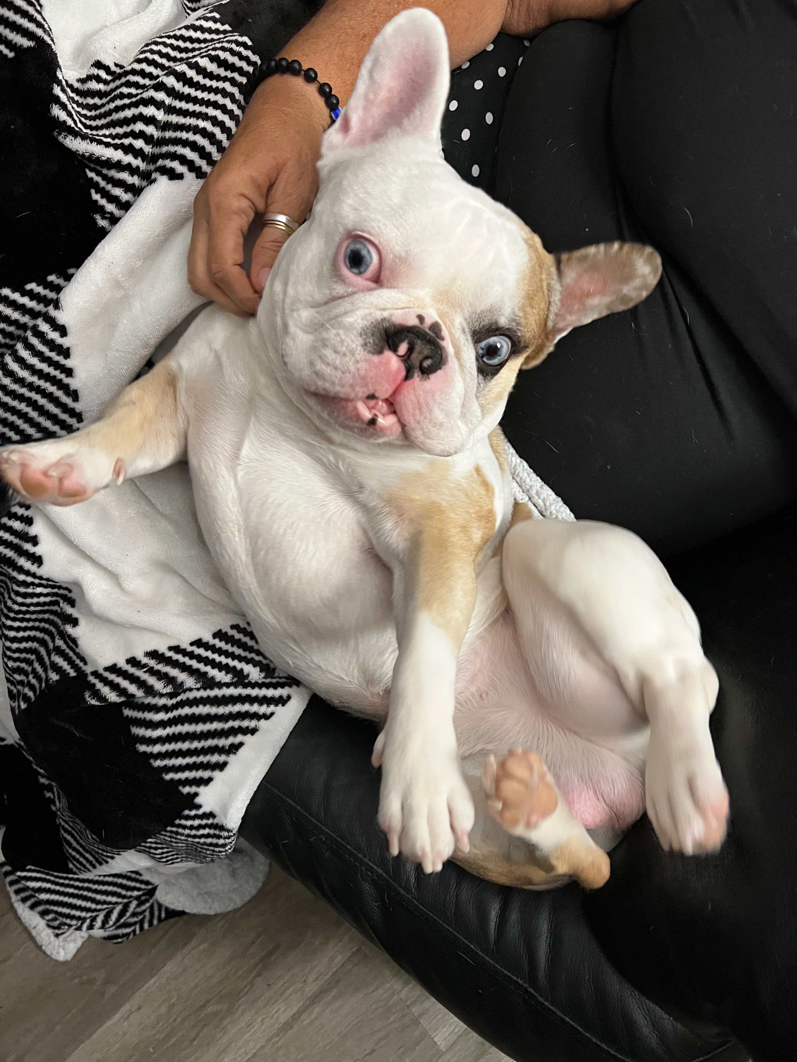 Help Whiskey Get Life-Saving Surgery campaign photo, 6 of 8
