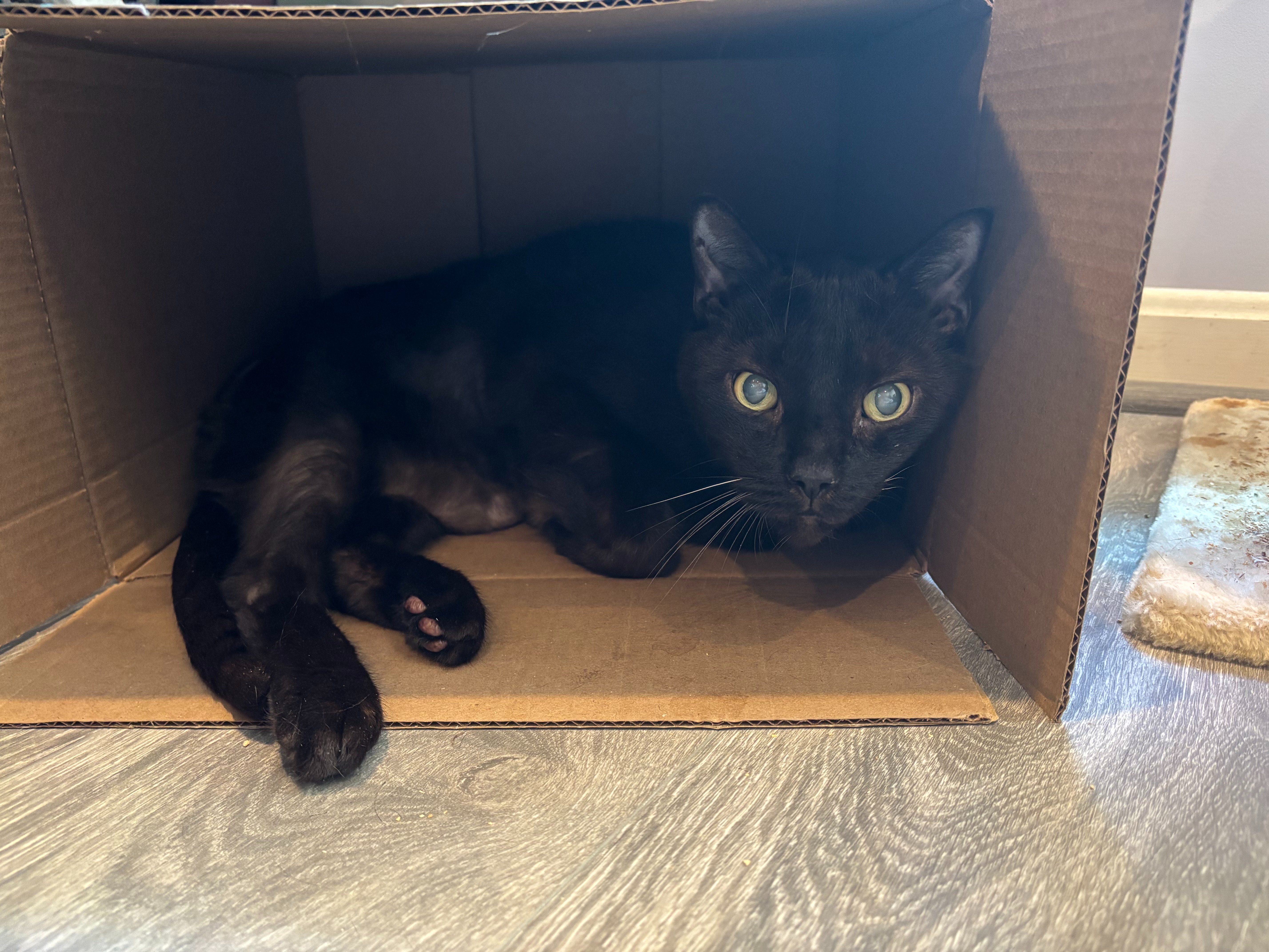 Healing for Lamont: Help with Vet Bills campaign photo, 6 of 7