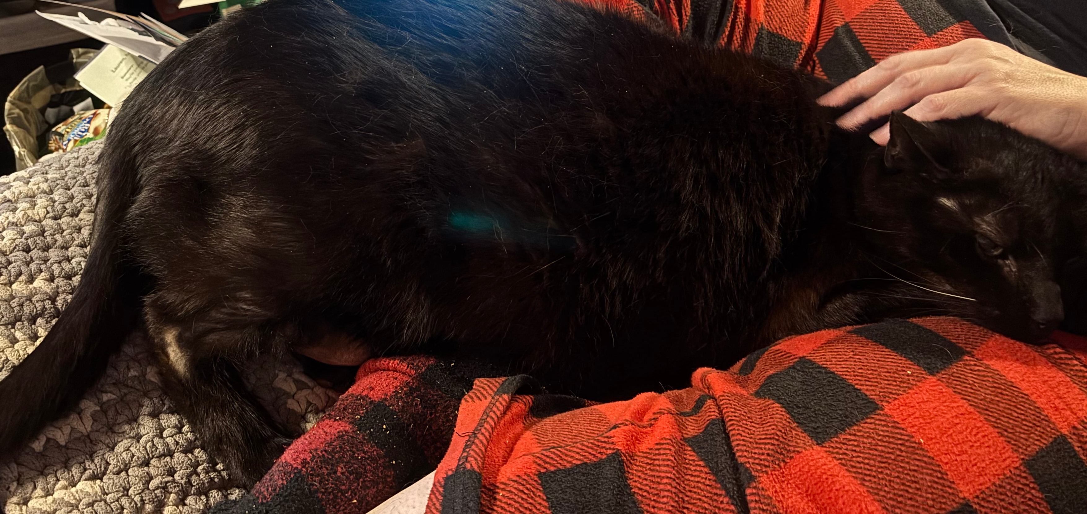 Healing for Lamont: Help with Vet Bills campaign photo, 2 of 7
