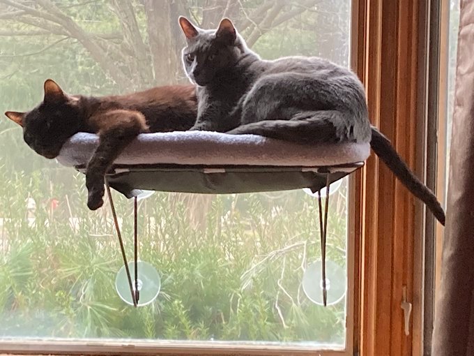 Healing for Lamont: Help with Vet Bills campaign photo, 4 of 7
