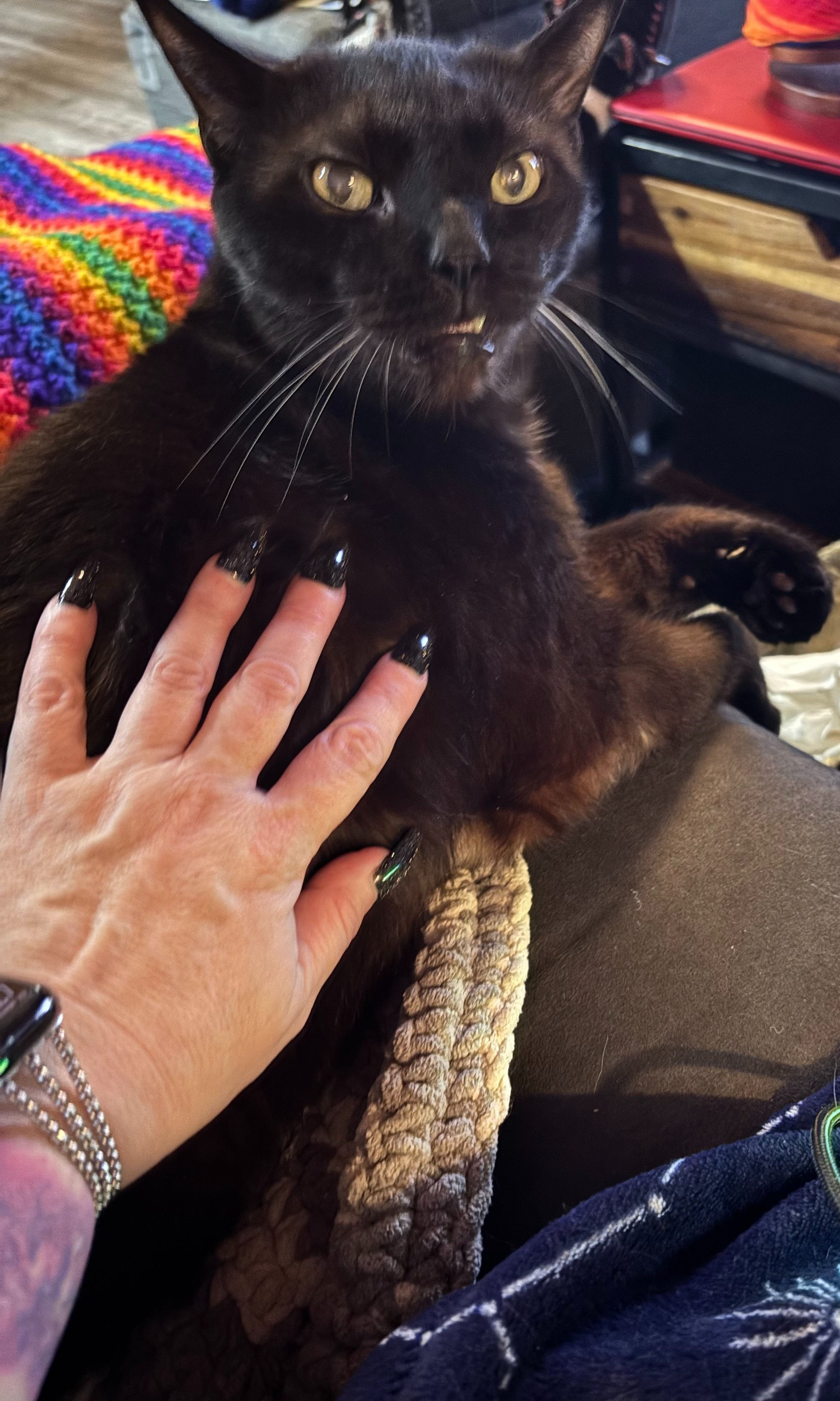 Healing for Lamont: Help with Vet Bills campaign photo, 5 of 7